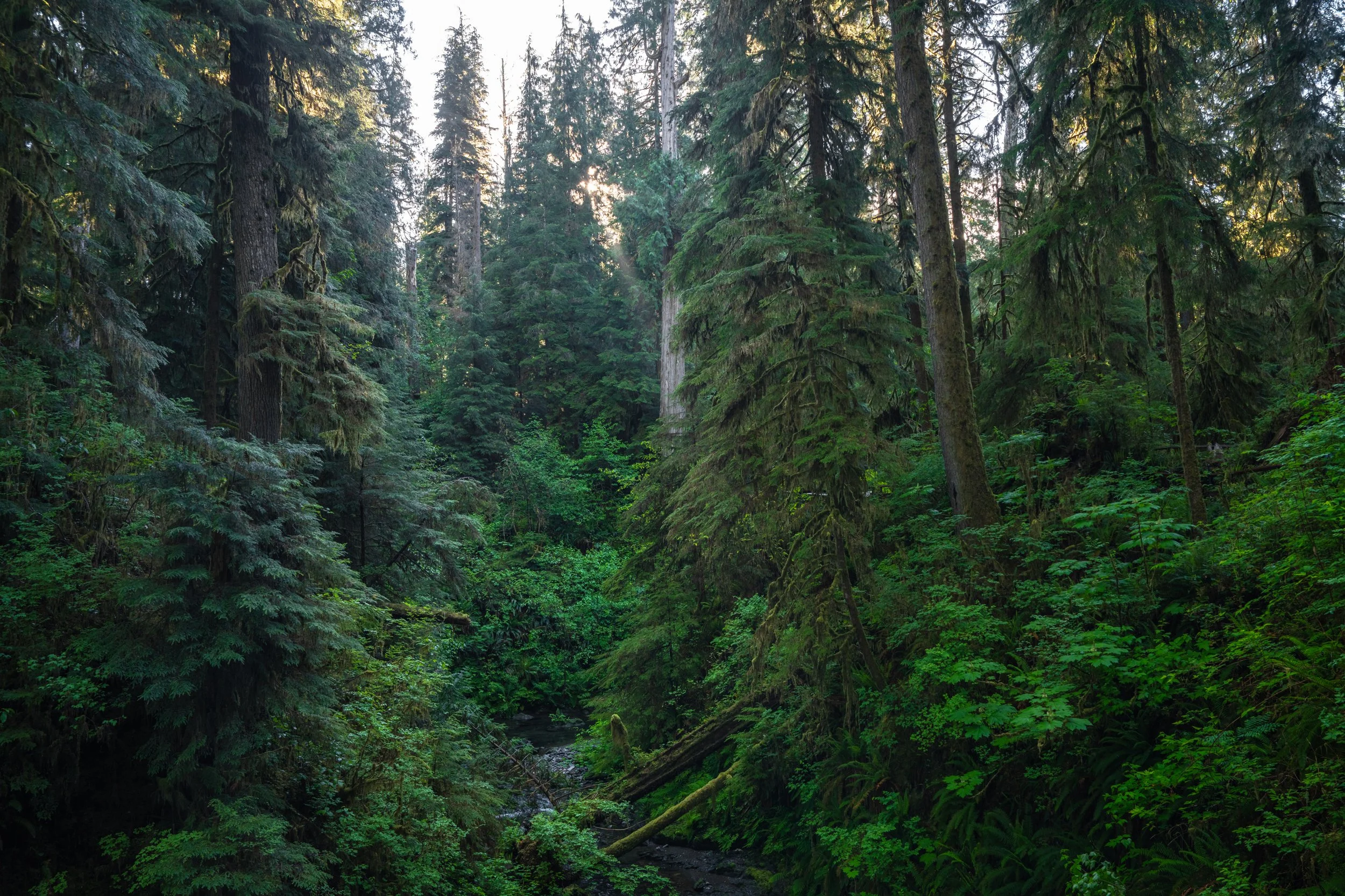 Olympic National Park