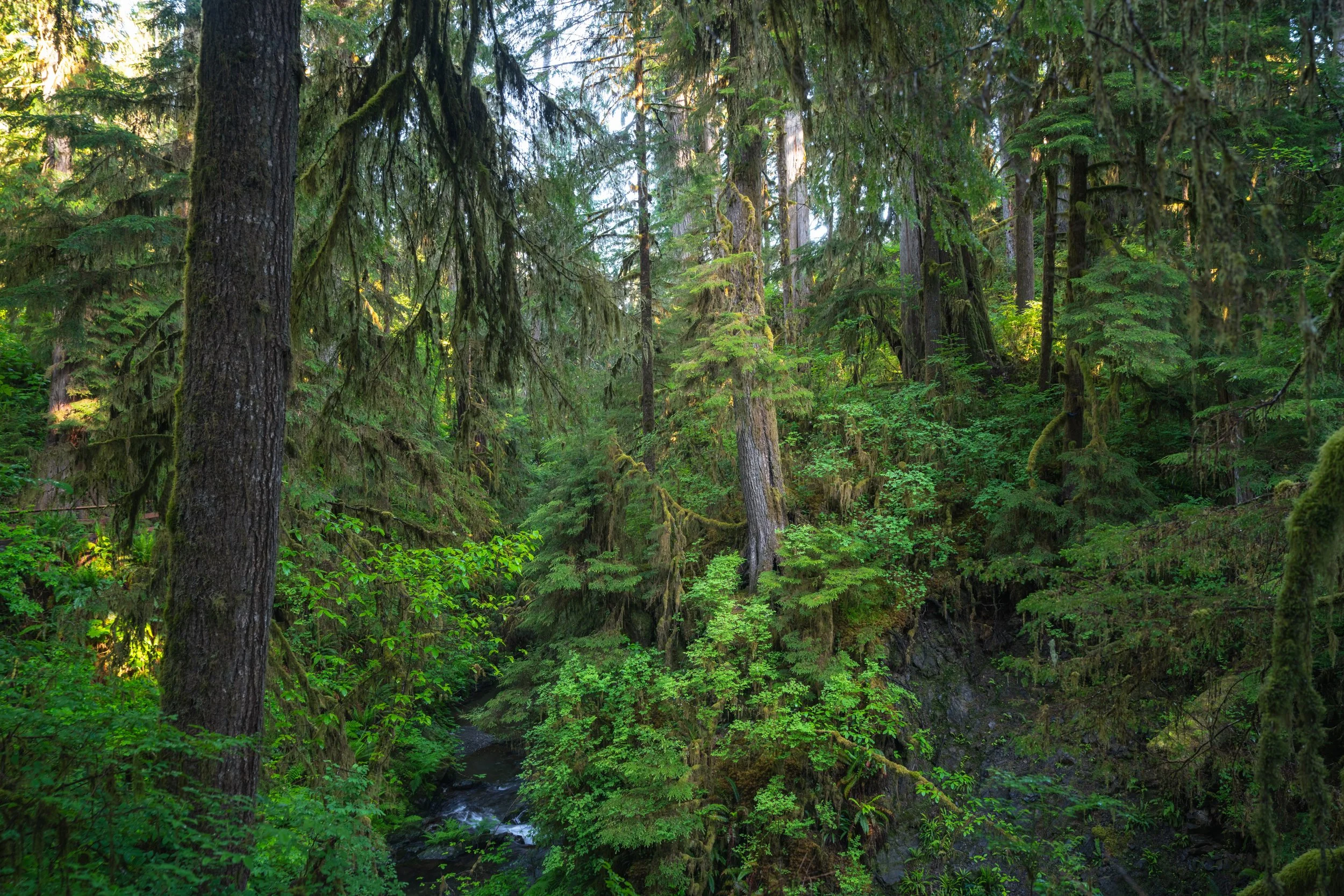 Olympic National Park