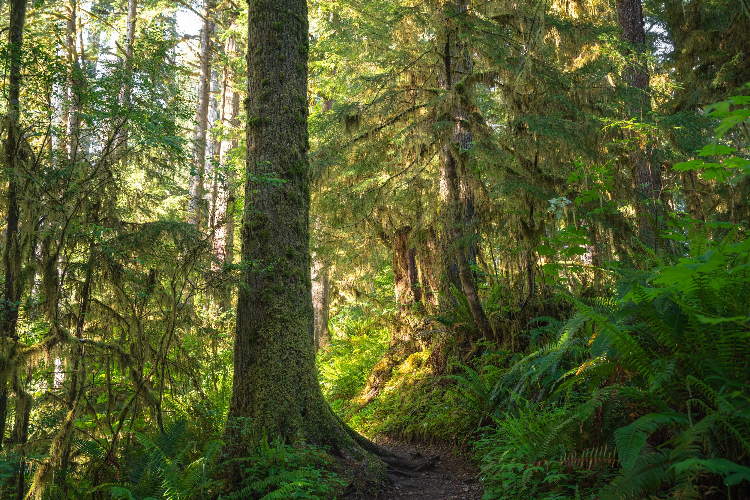 Olympic National Park