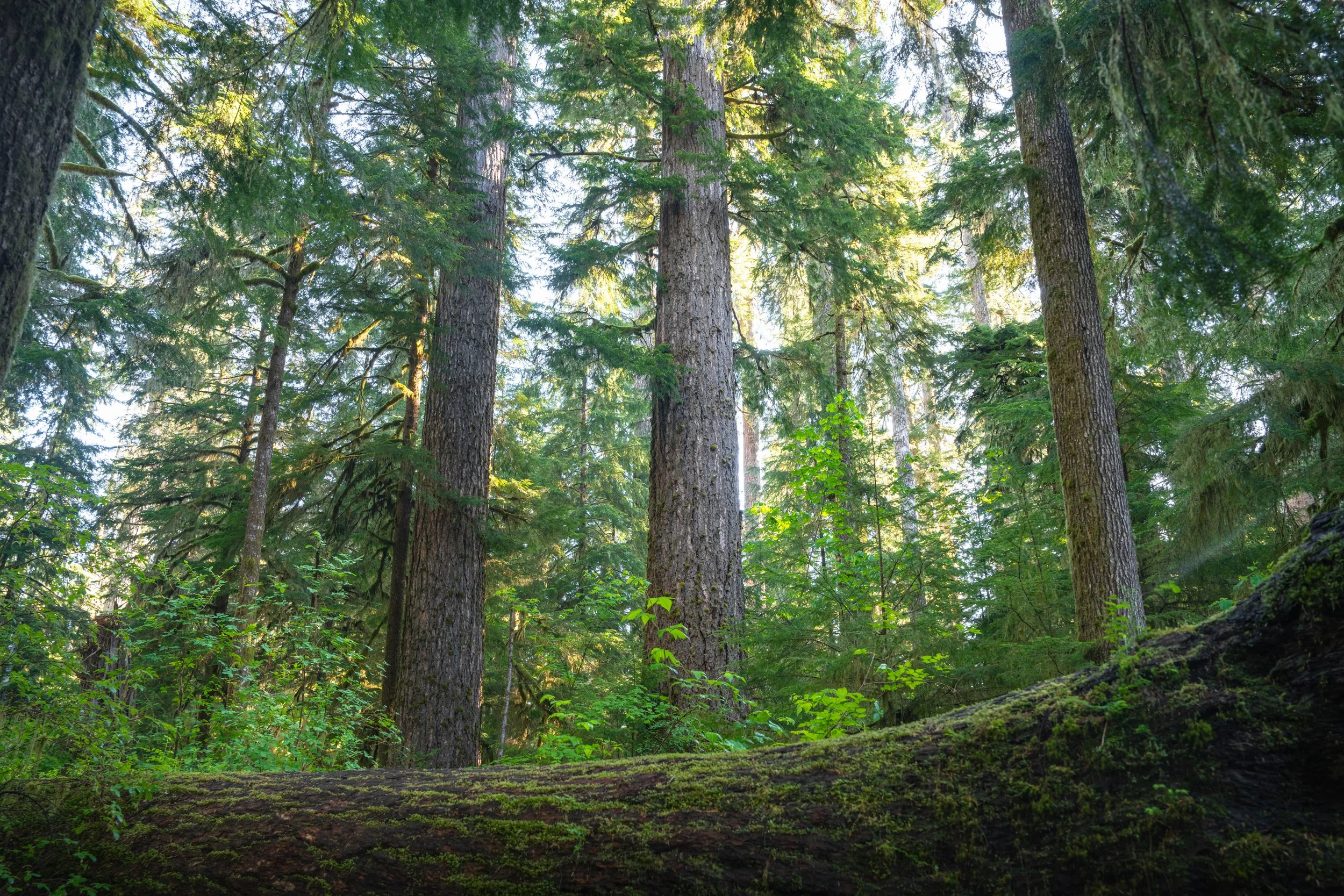 Olympic National Park
