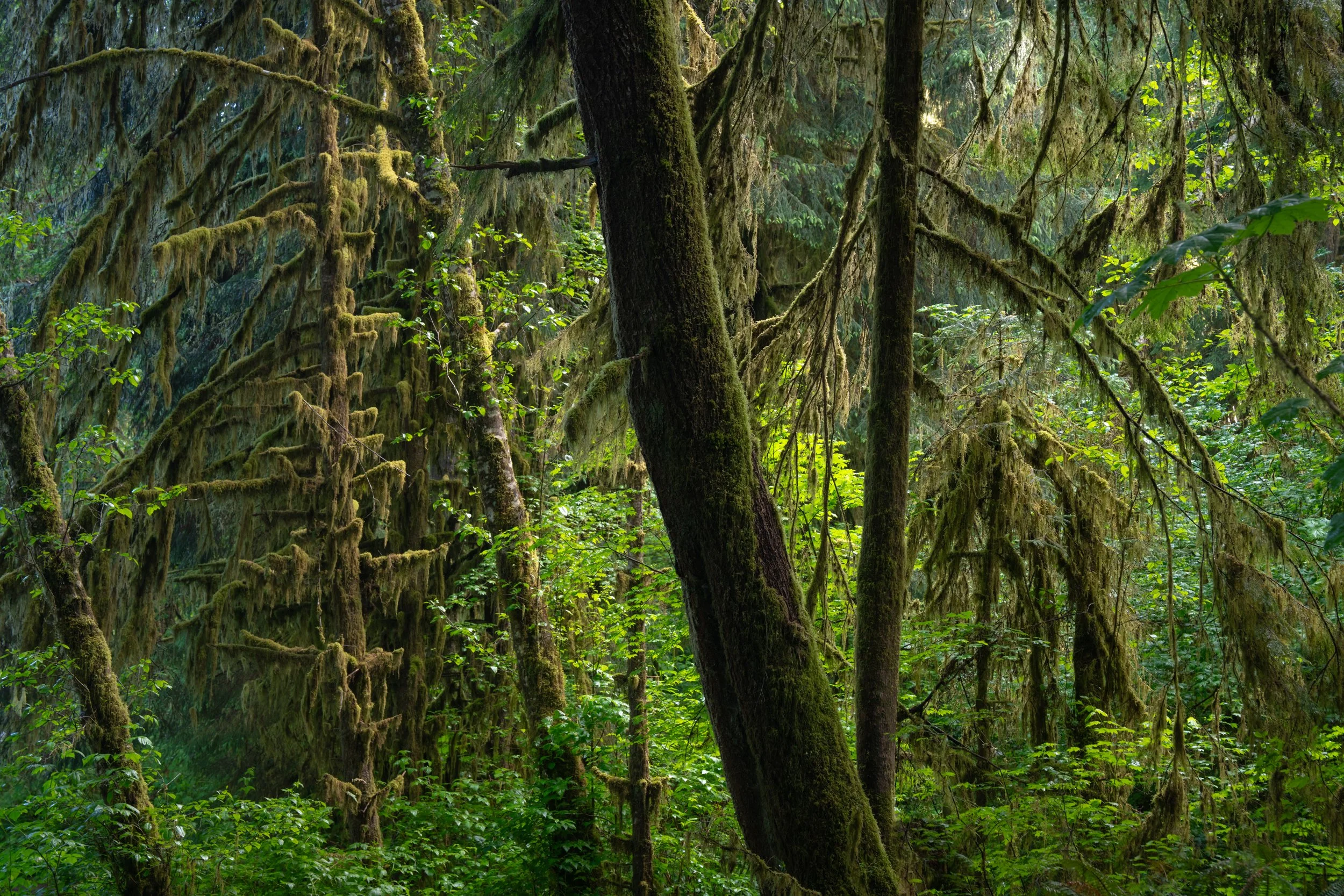 Olympic National Park
