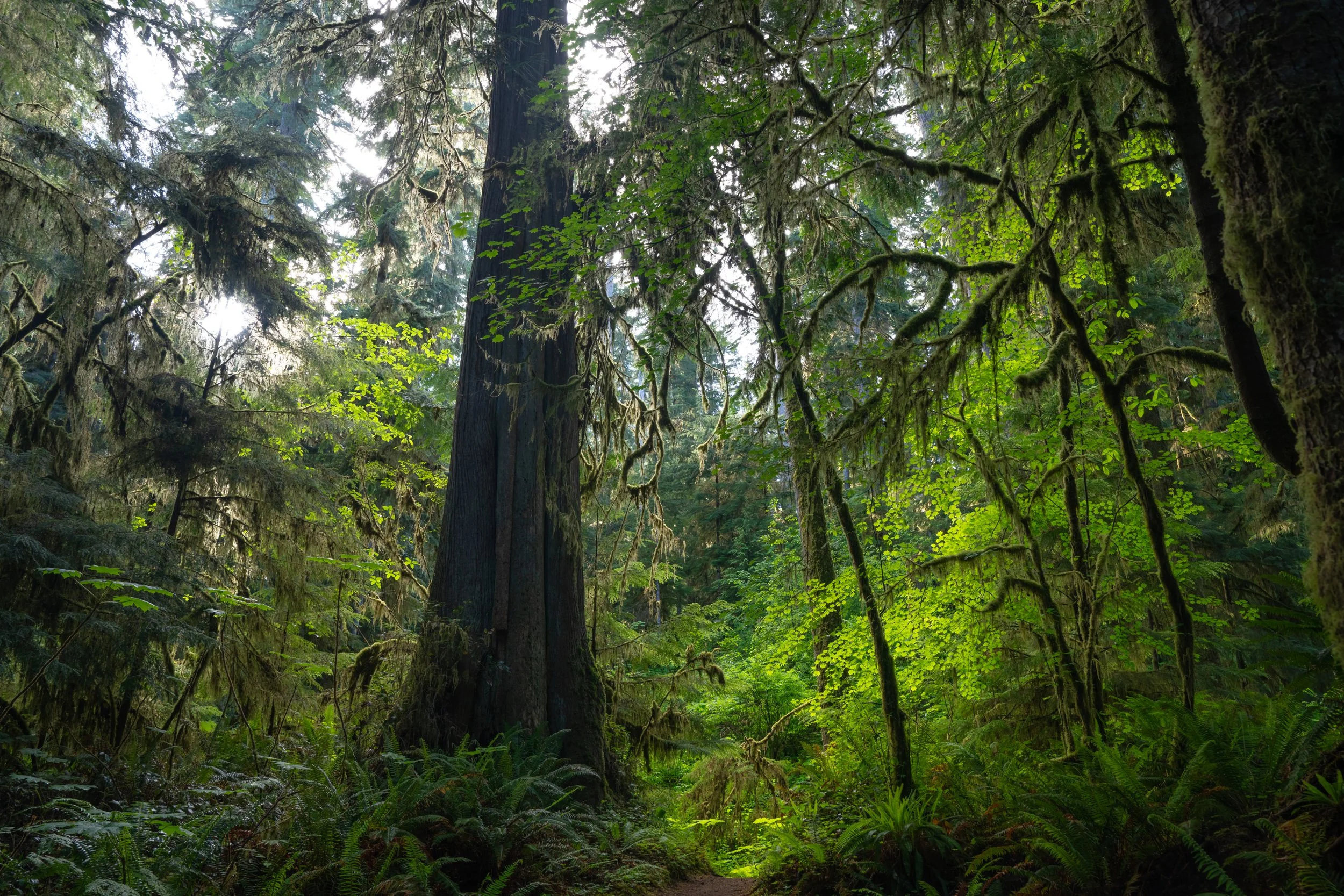 Olympic National Park