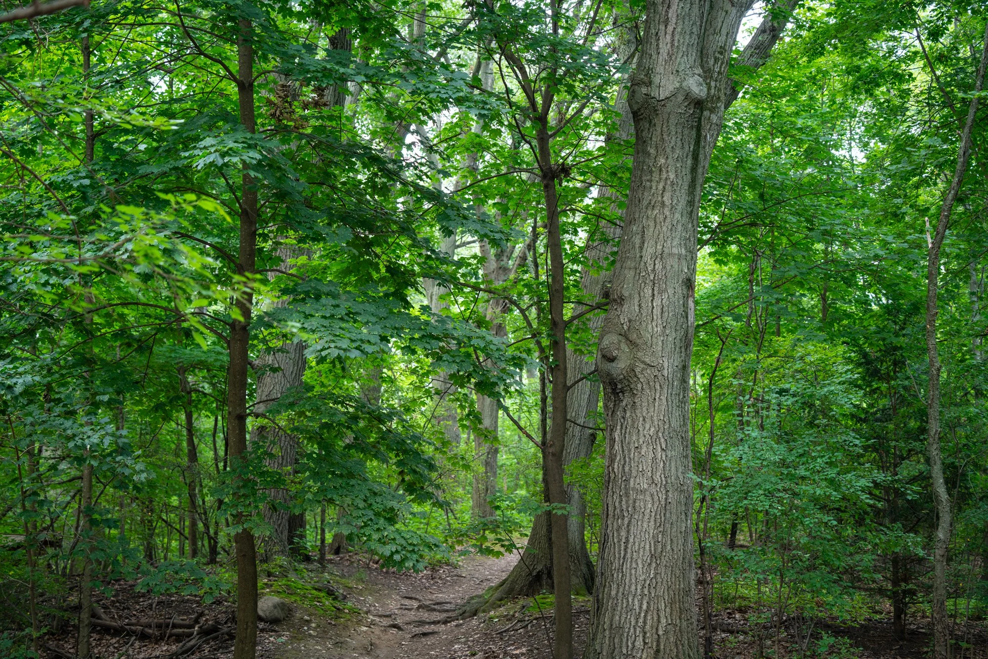 Brookline