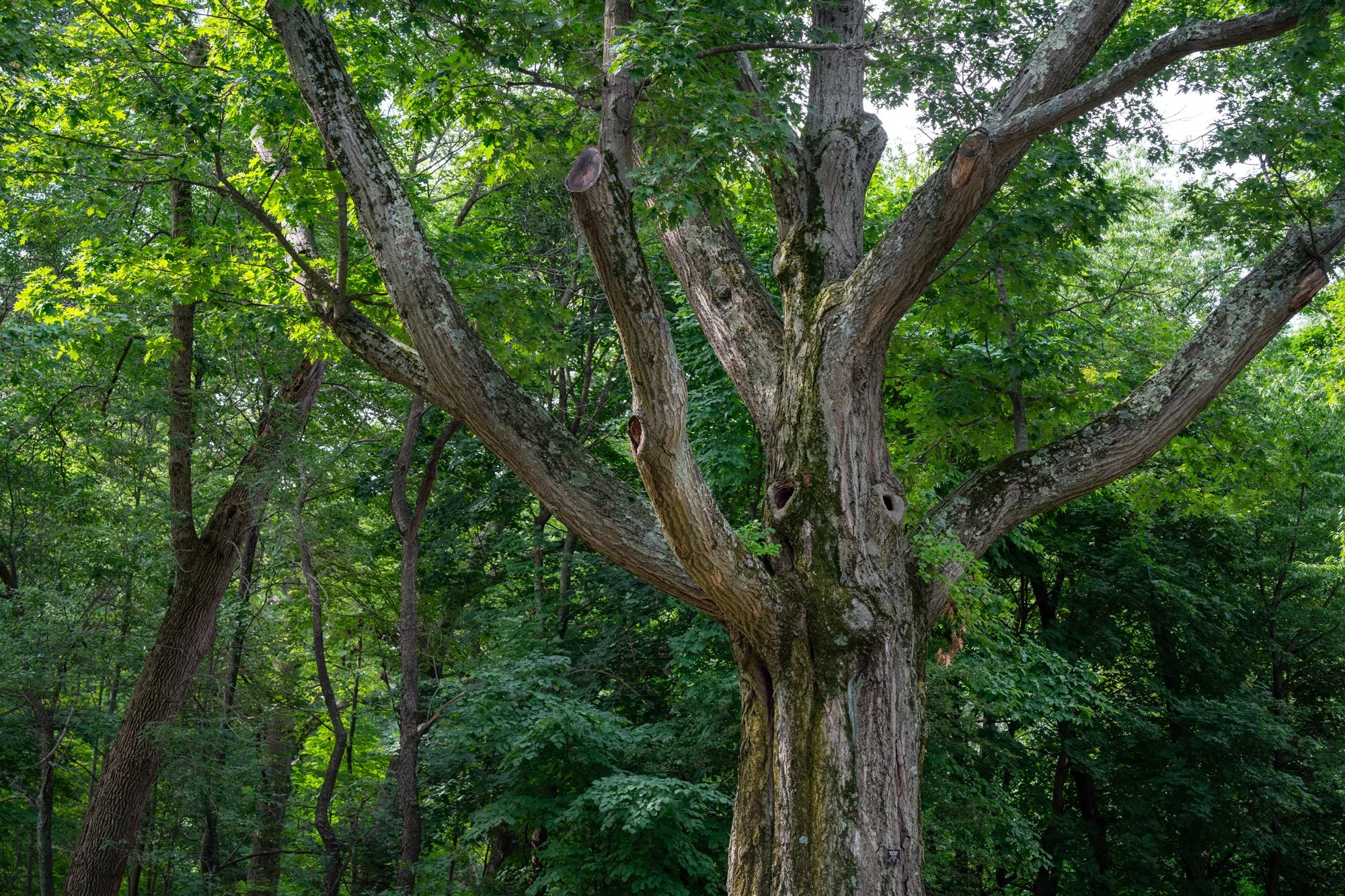 Brookline