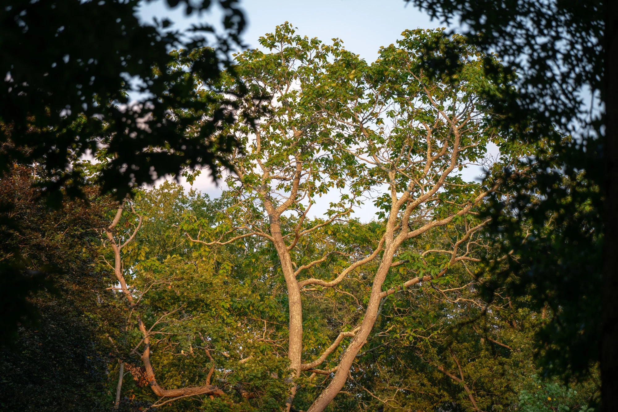 DSC04906-1.jpg