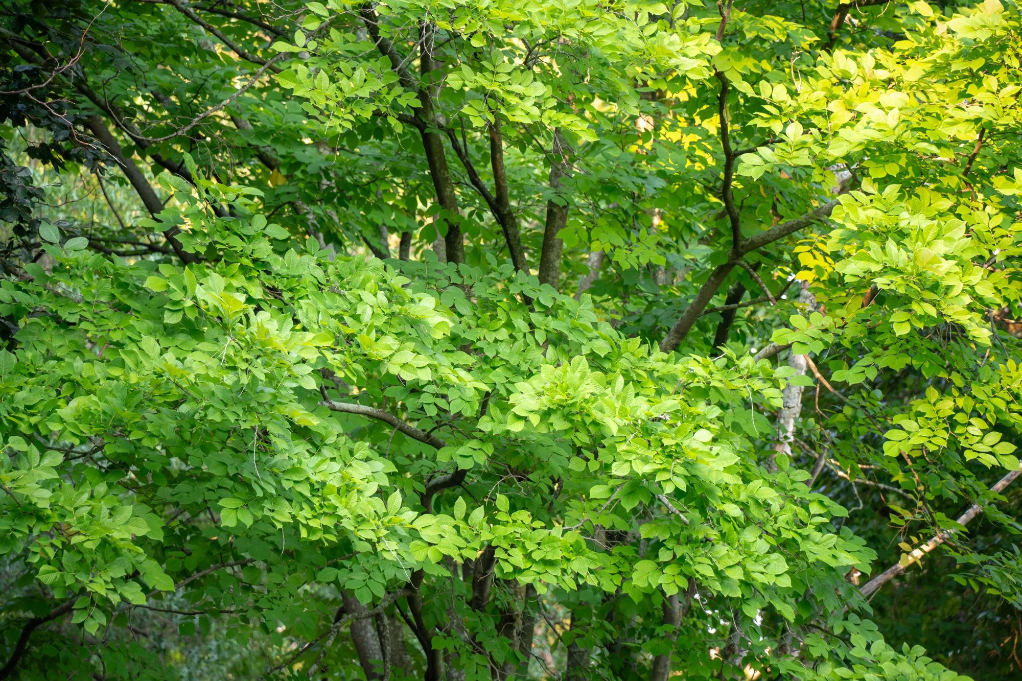 DSC04894-1.jpg
