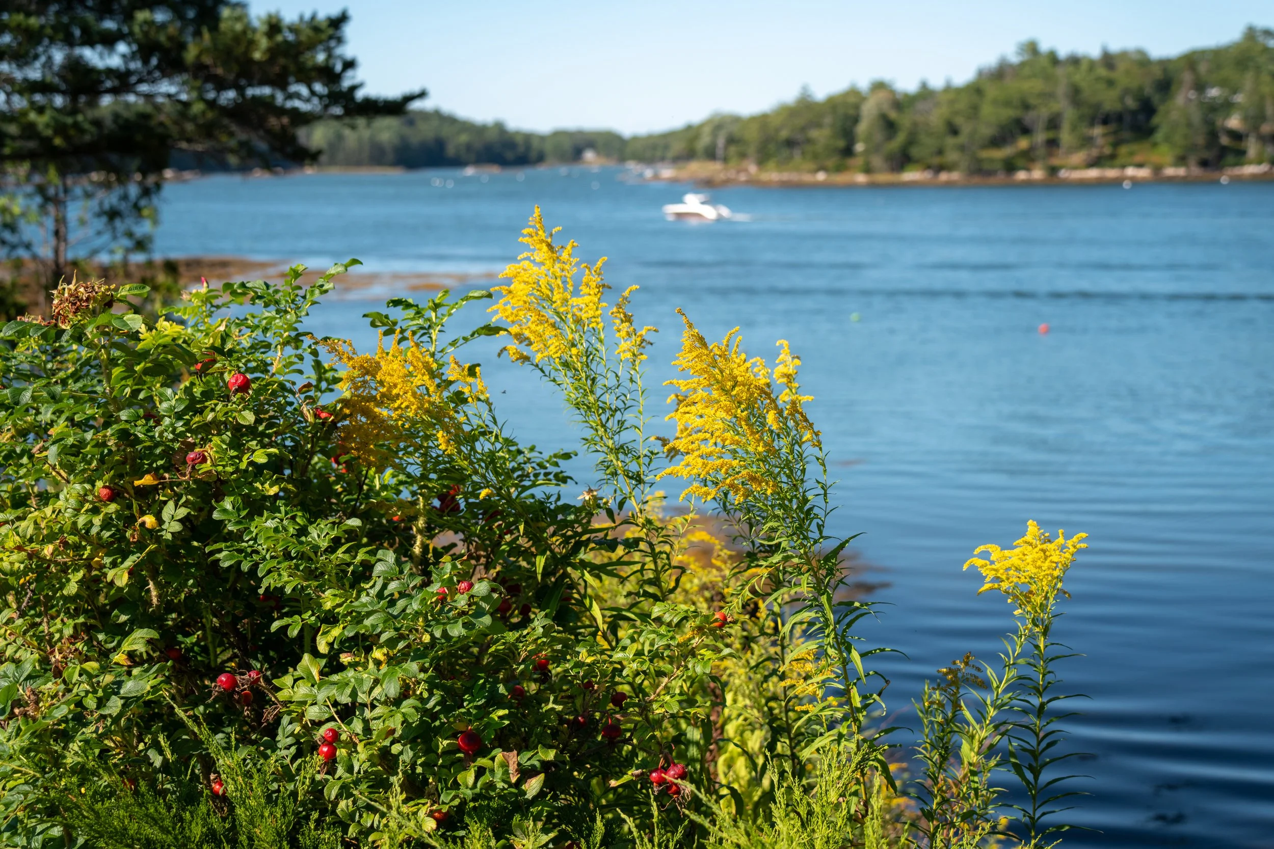 DSC05243-1.jpg