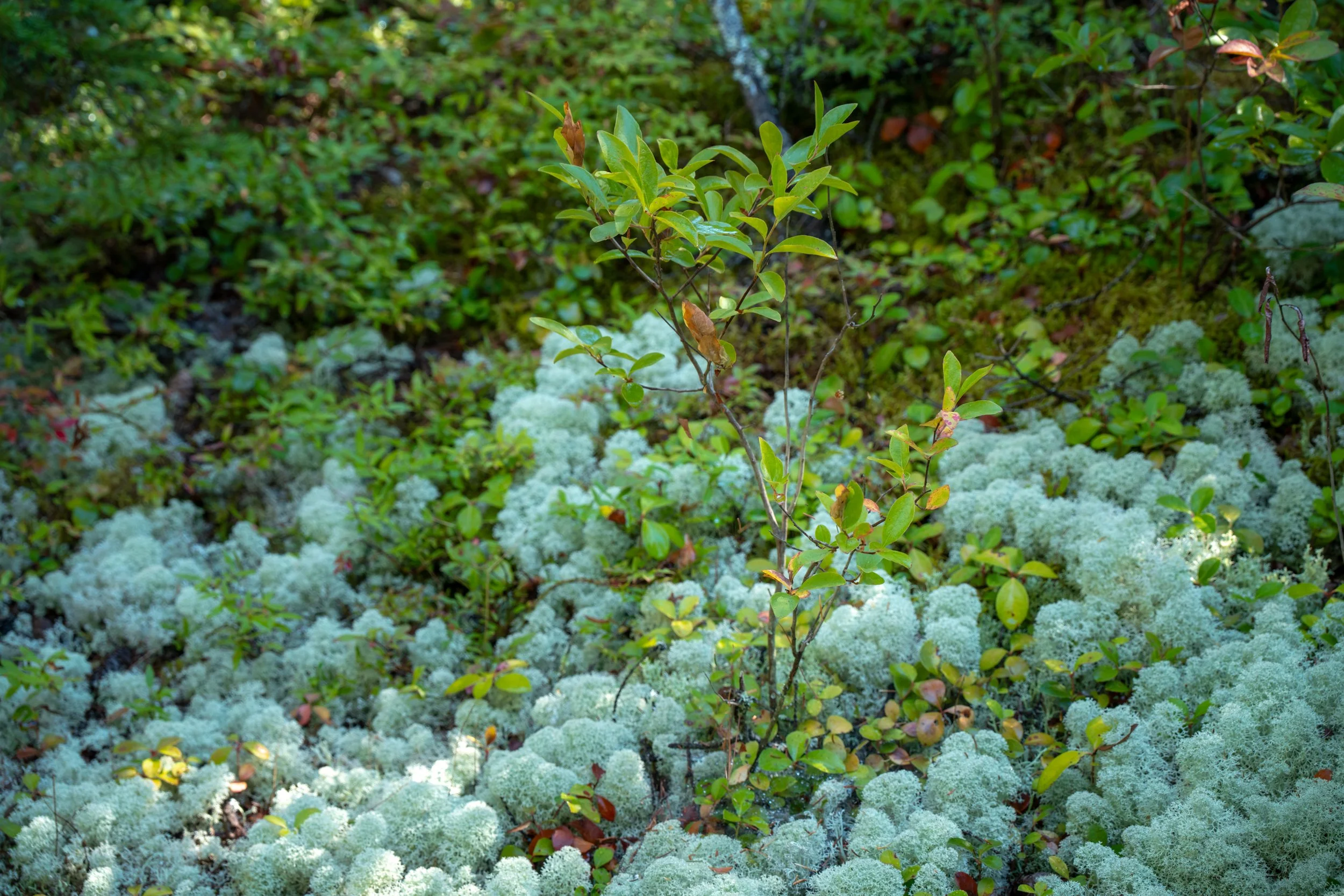 DSC05846-1.jpg