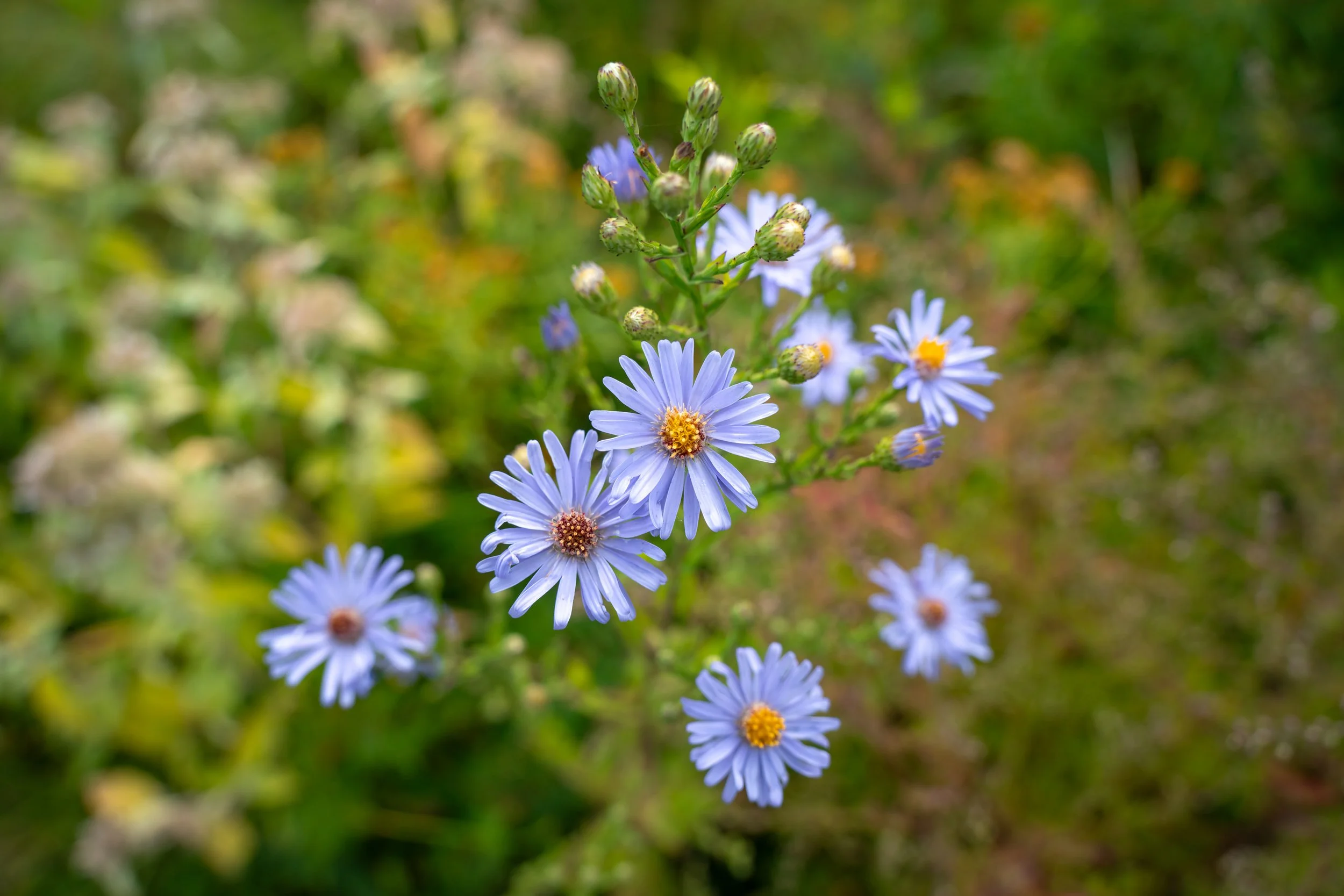 DSC05974-1.jpg