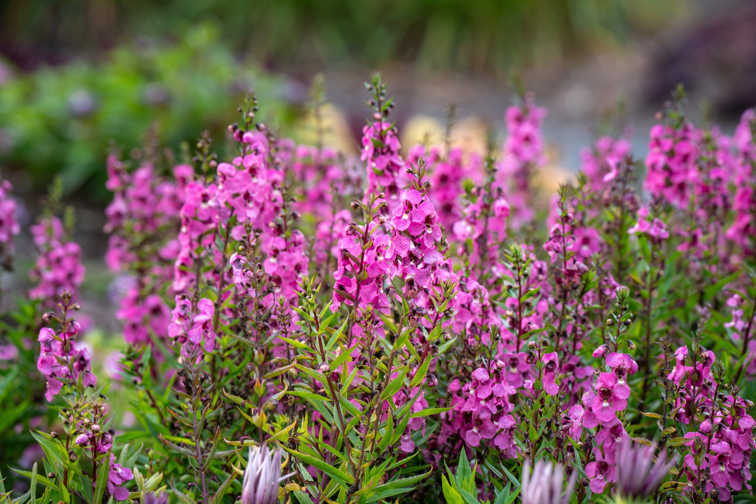 DSC05989-1.jpg