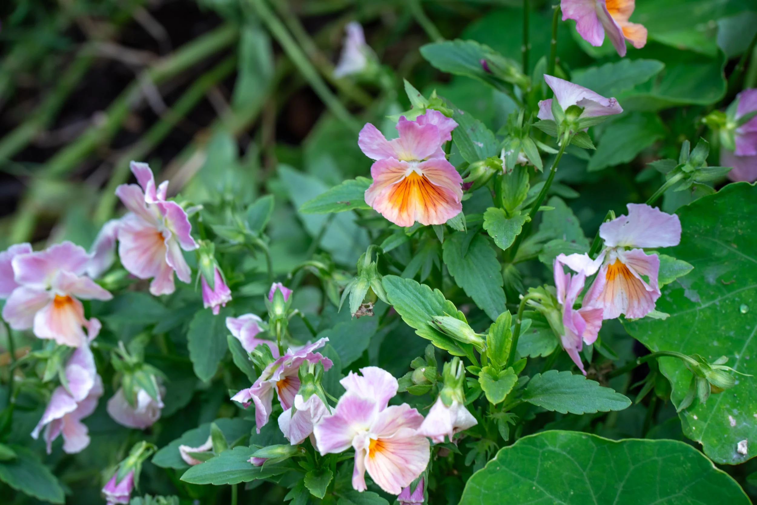 DSC06149-1.jpg