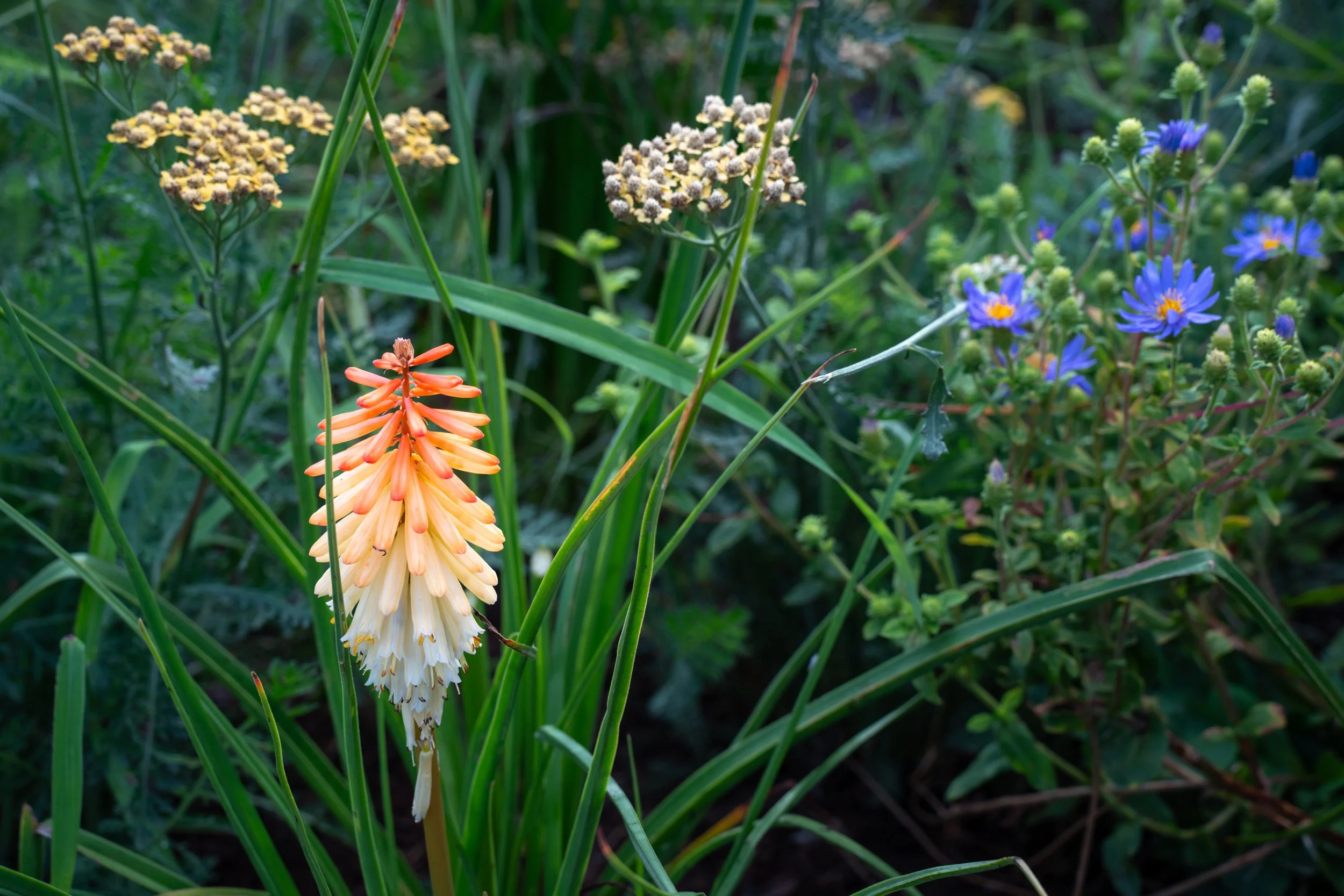 DSC06151-1.jpg