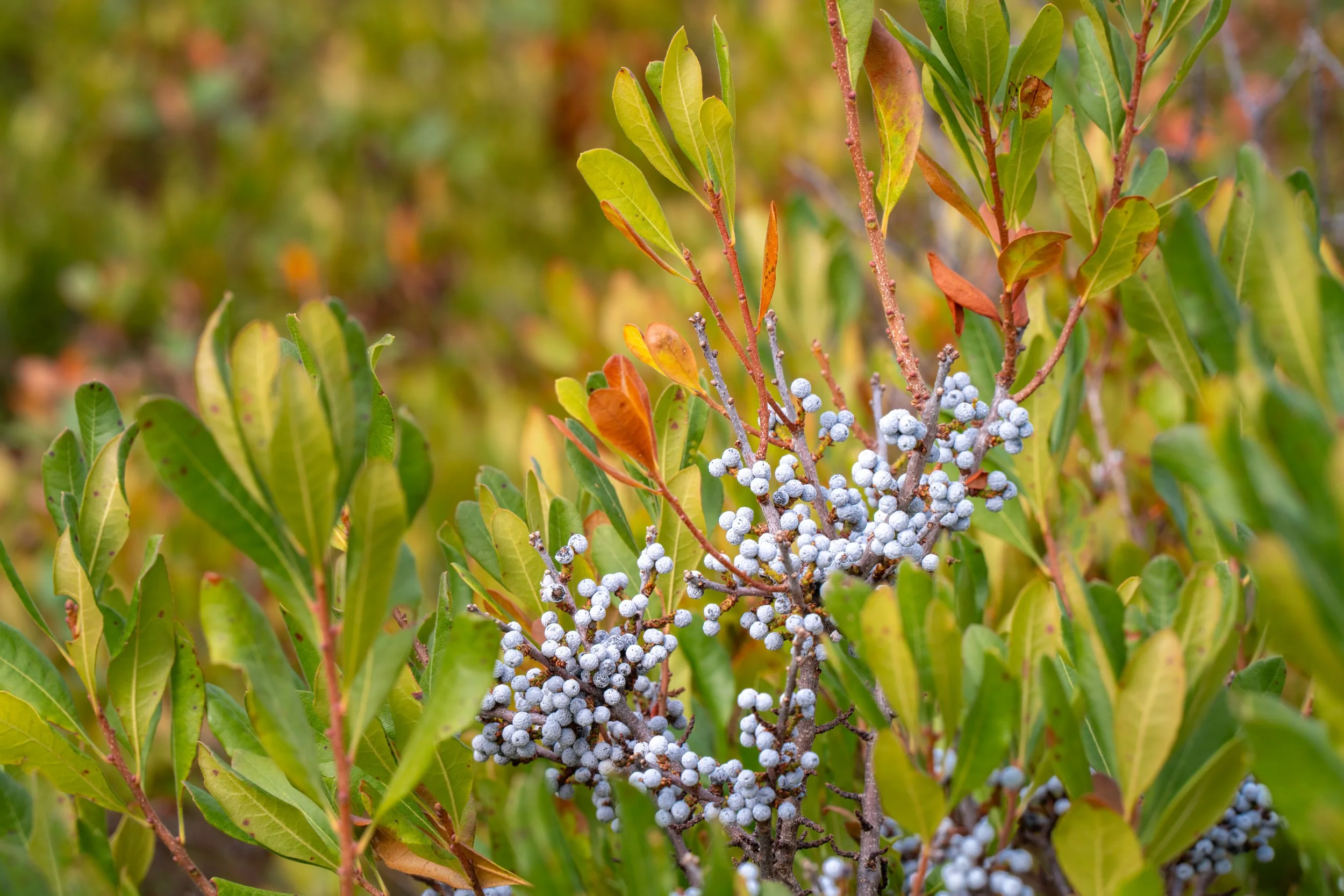 DSC06662-1.jpg