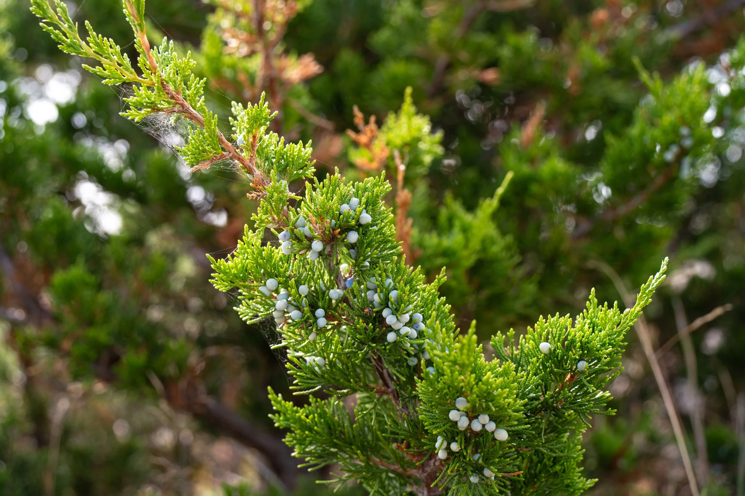DSC06702-1.jpg