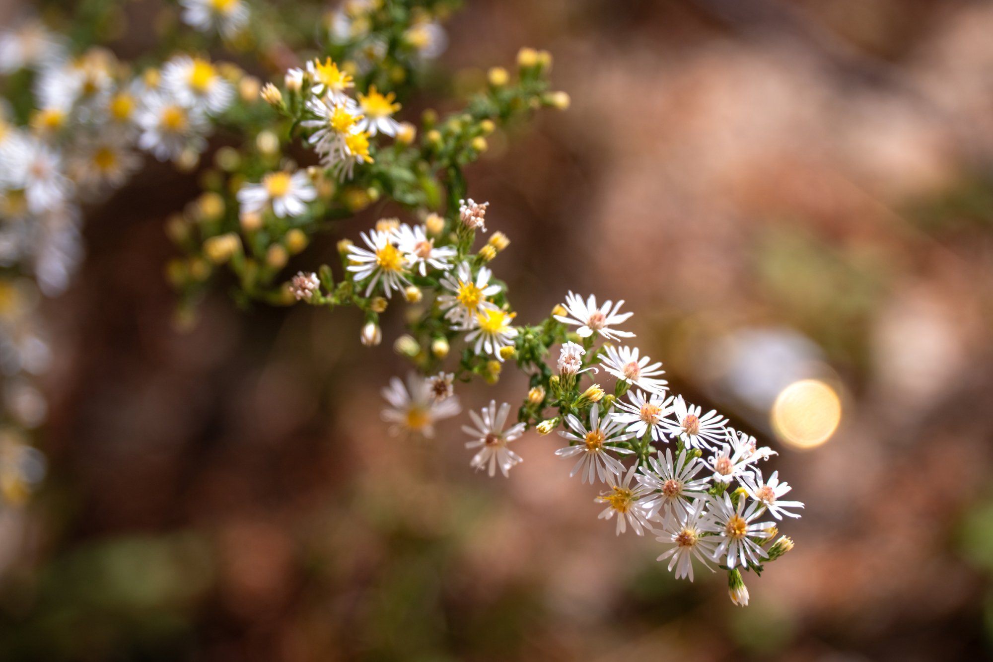 DSC07085-1.jpg