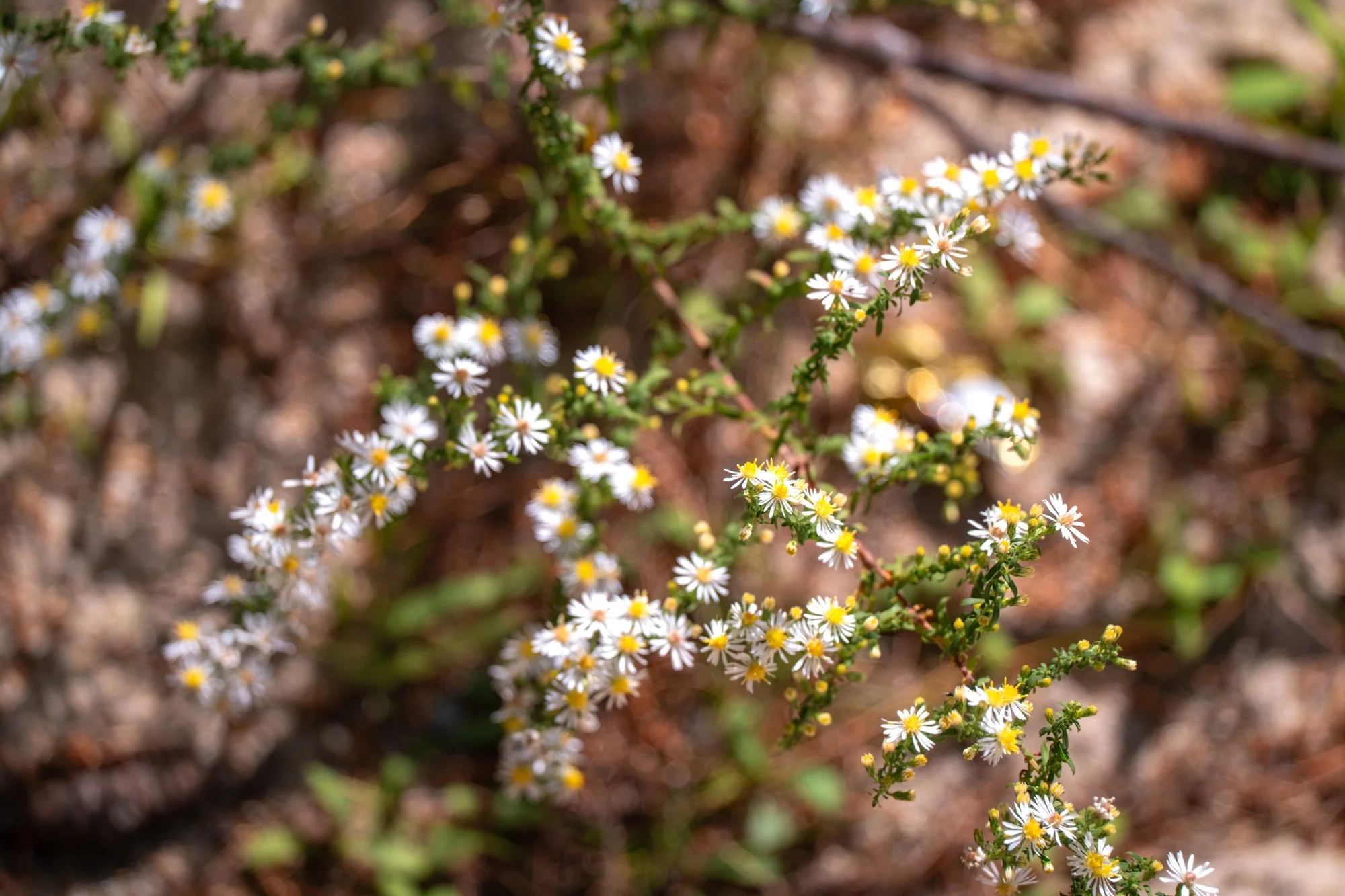 DSC07083-1.jpg