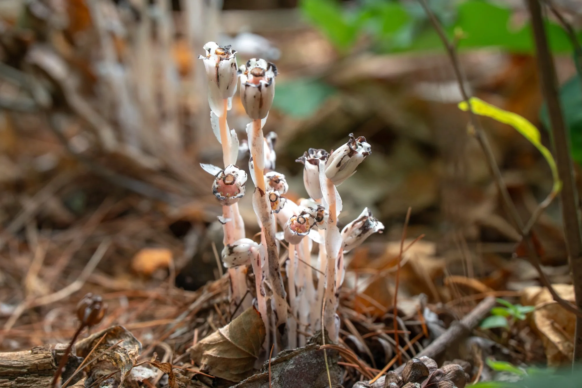 DSC07100-1.jpg