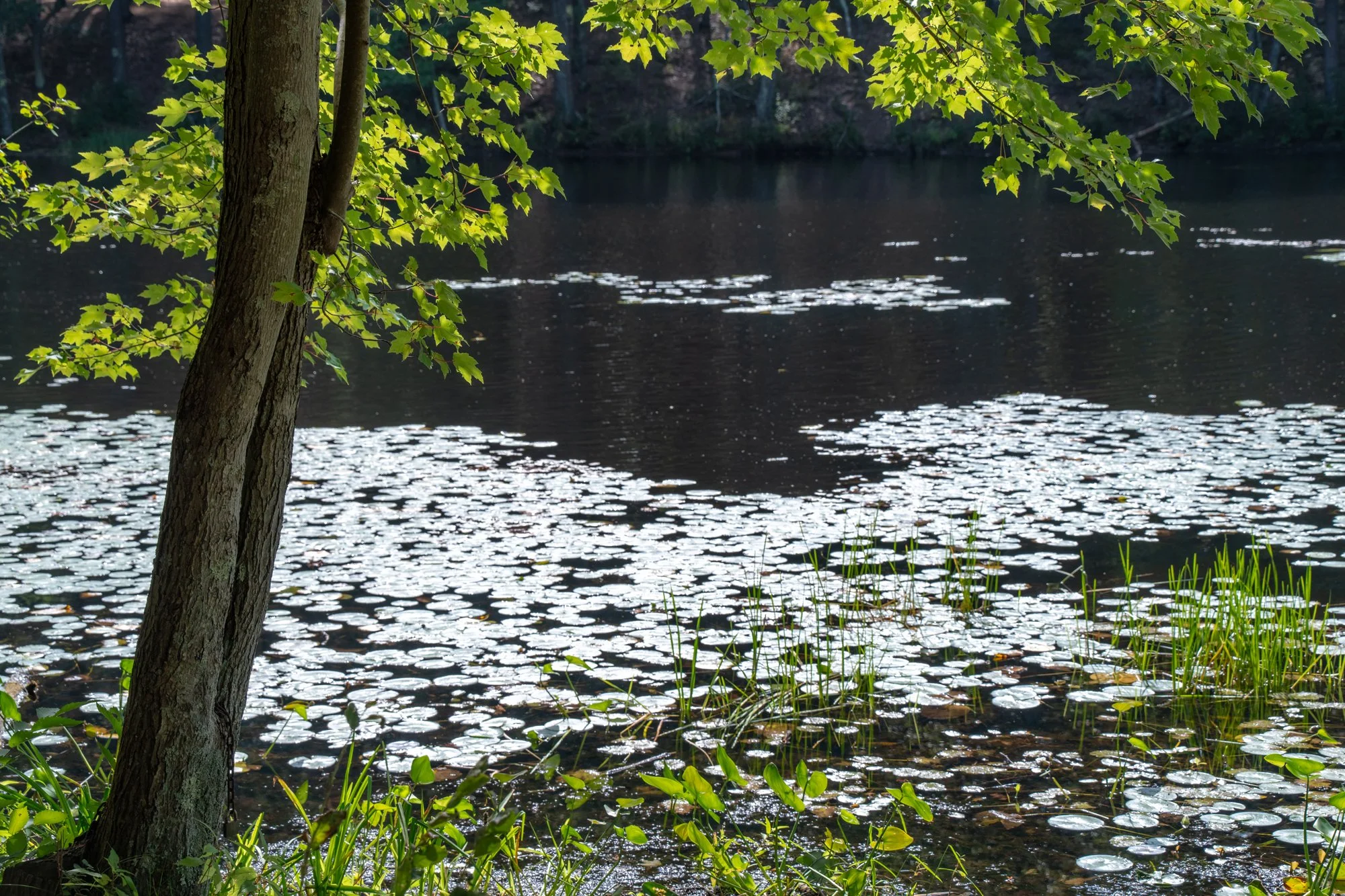 DSC07096-1.jpg