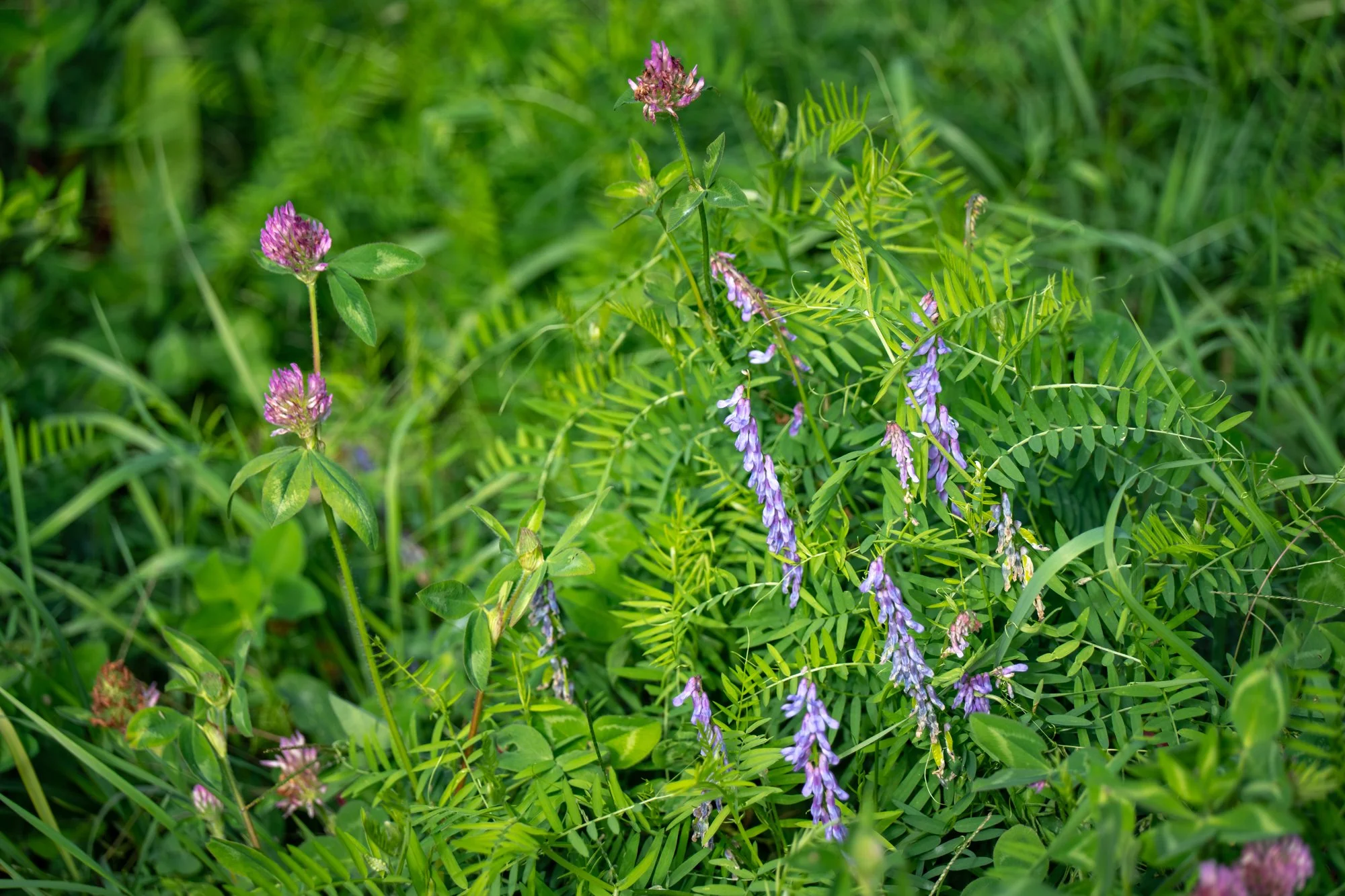 DSC07357-1.jpg
