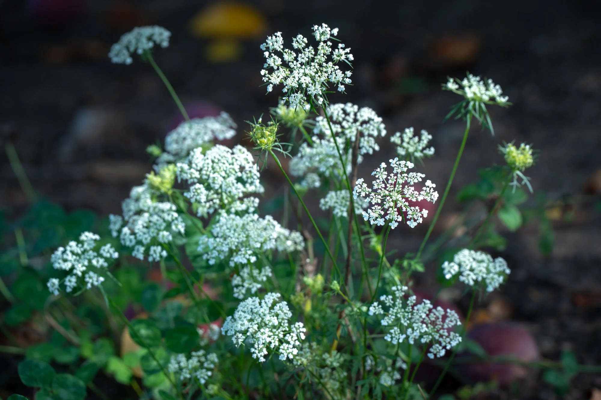 DSC07405-1.jpg