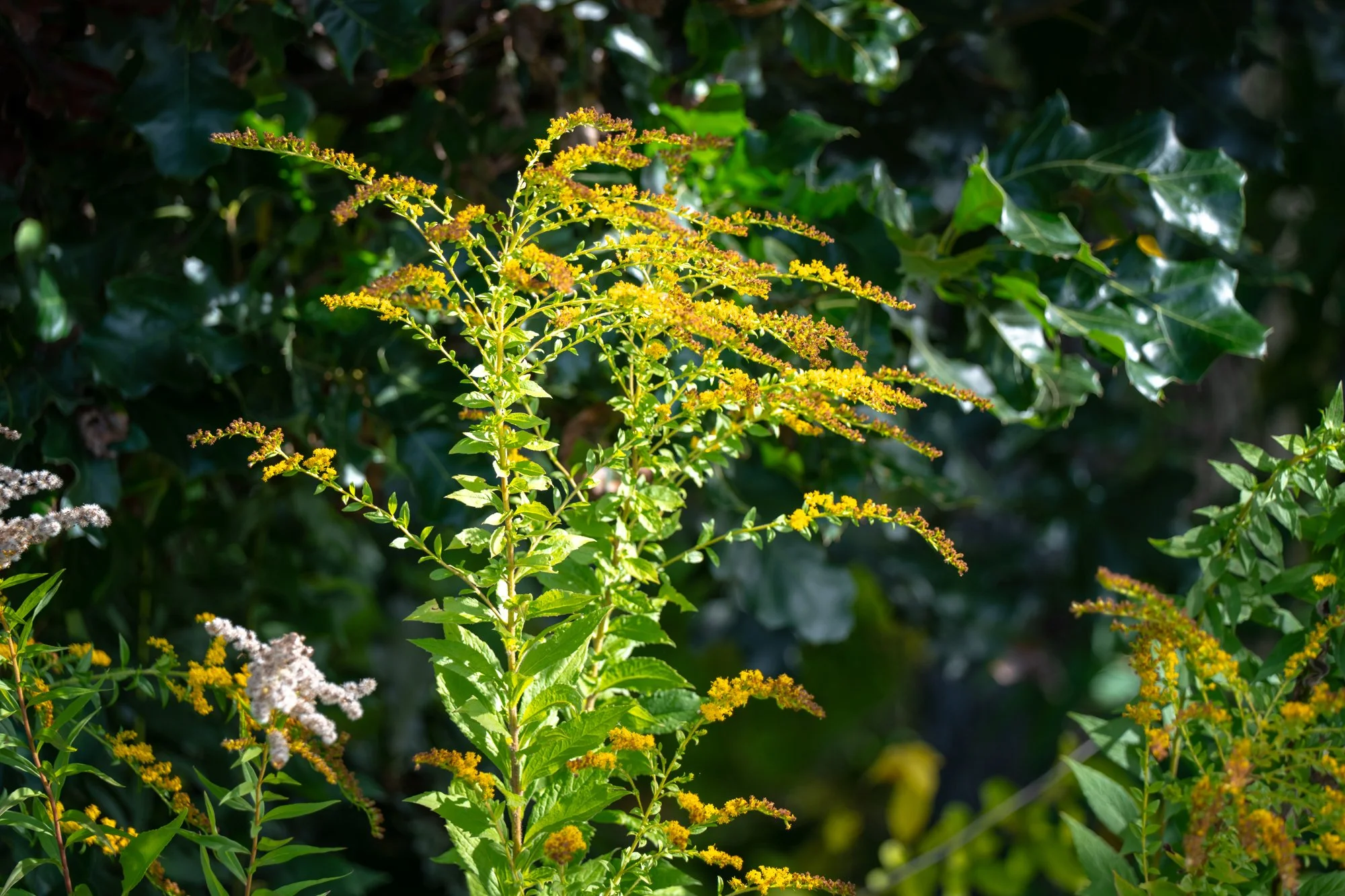 DSC07406-1.jpg