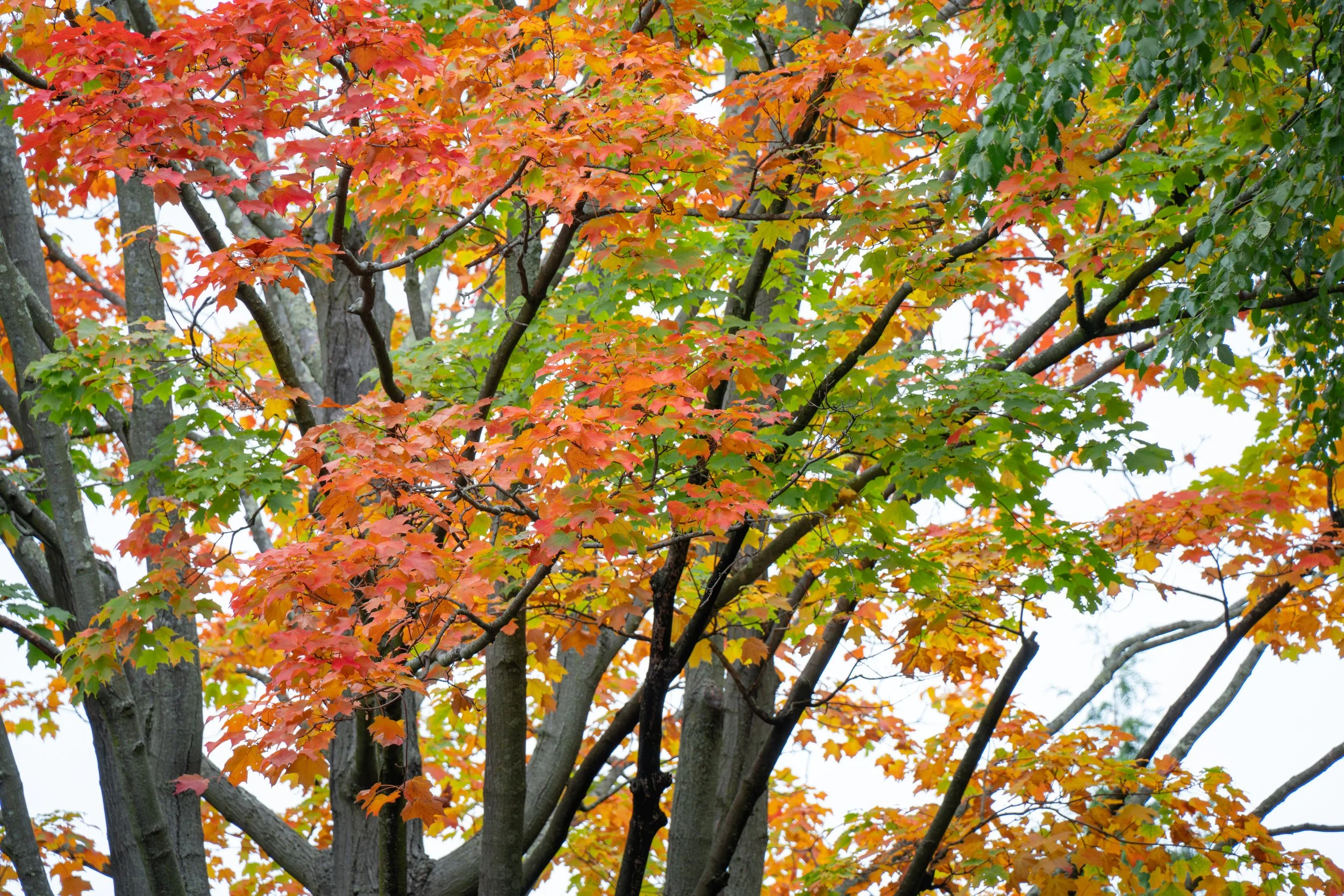 Brookline