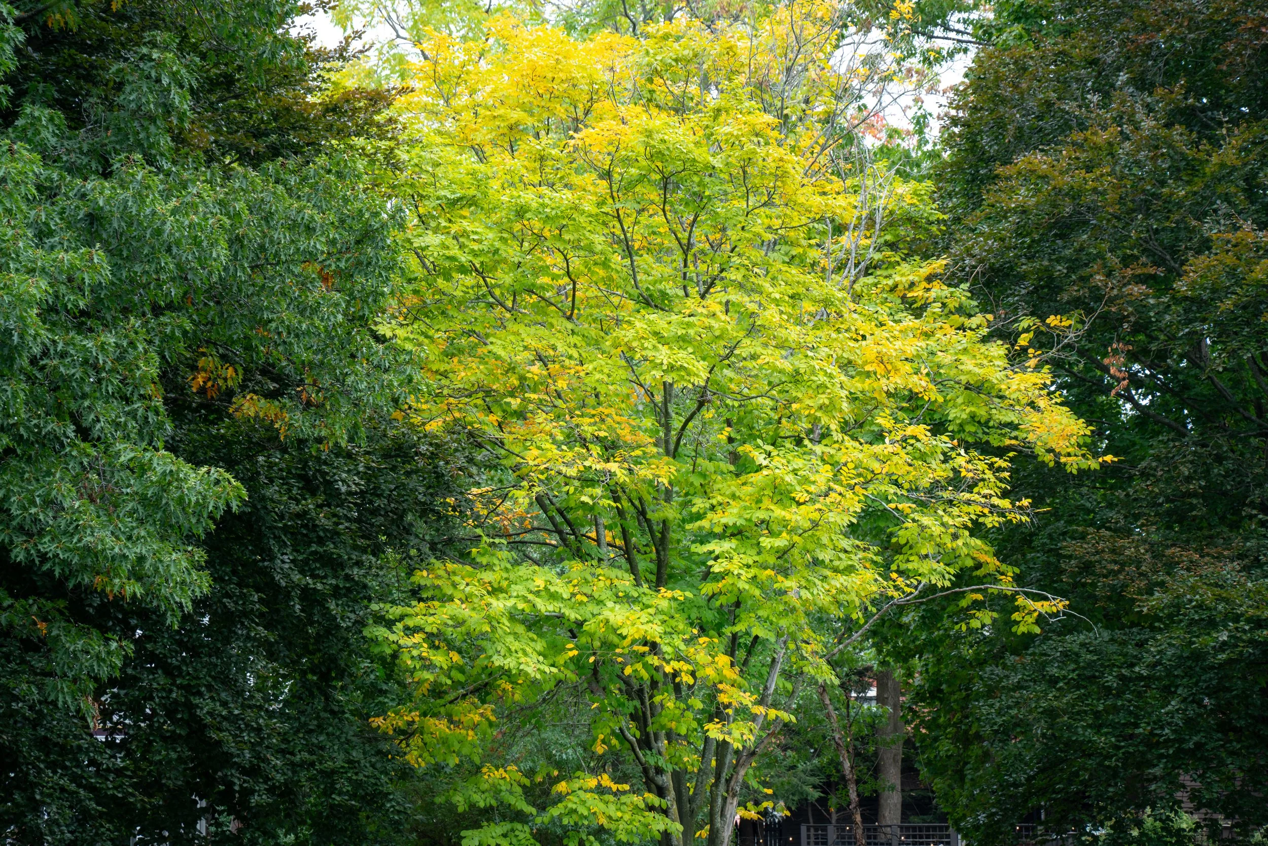 Brookline