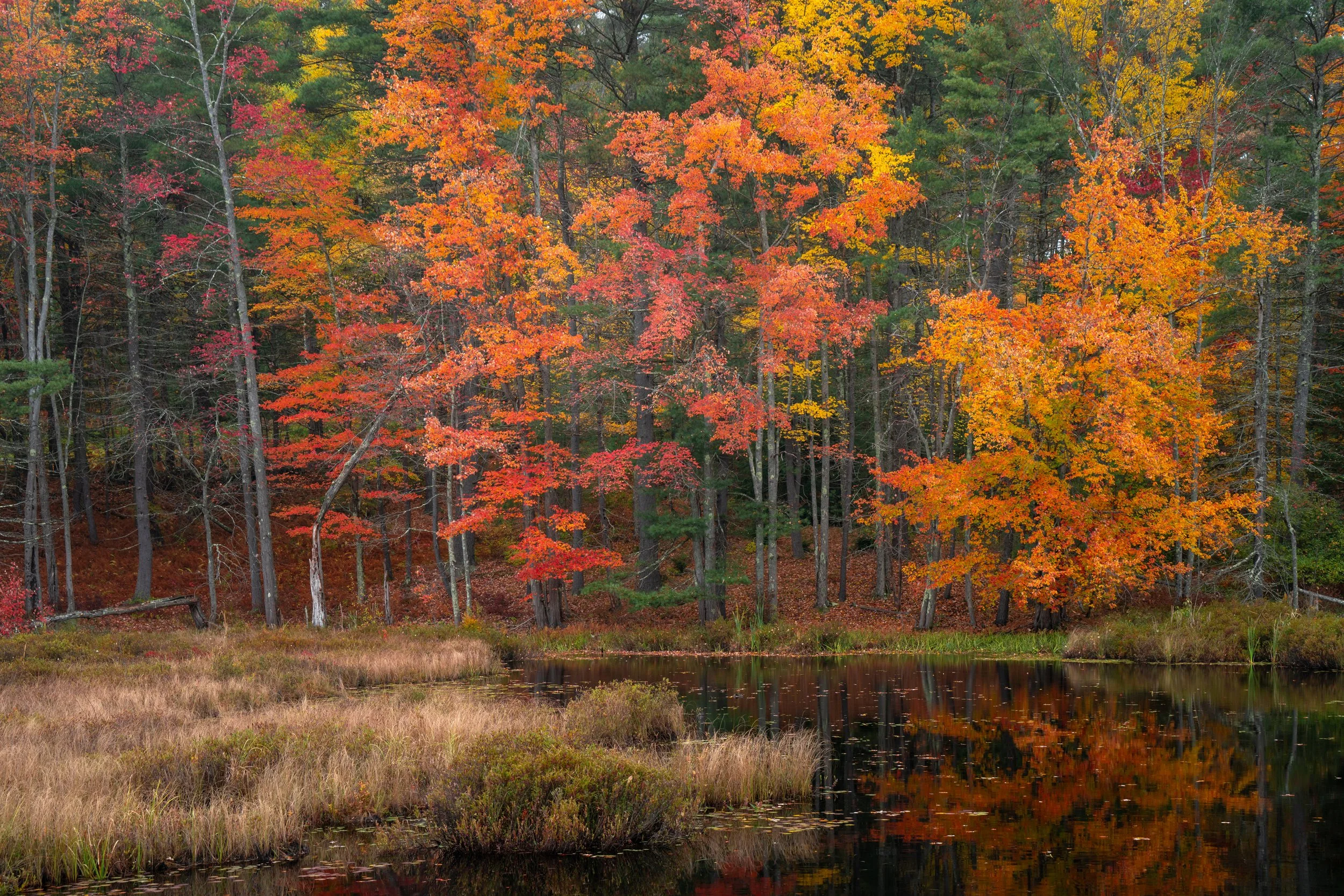 Rindge