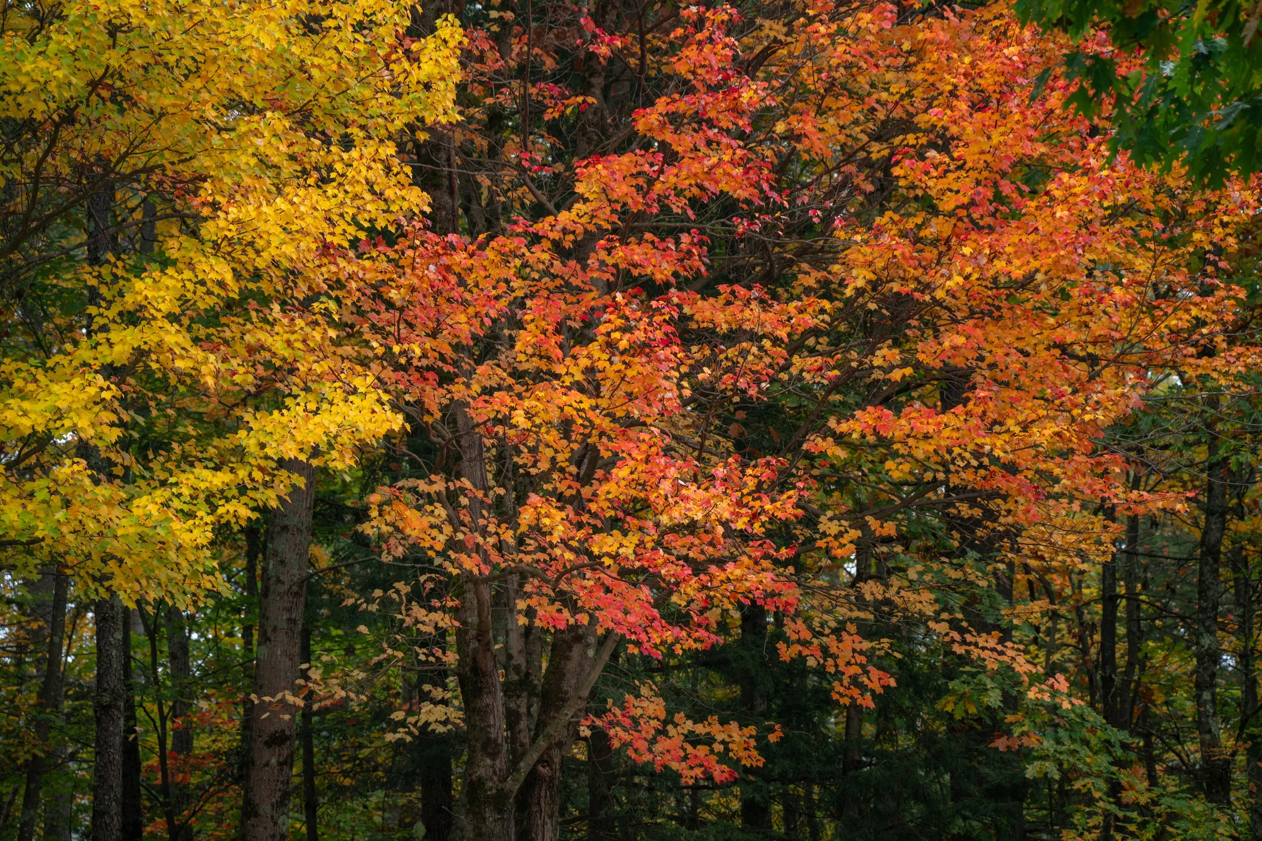 DSC08122-1.jpg