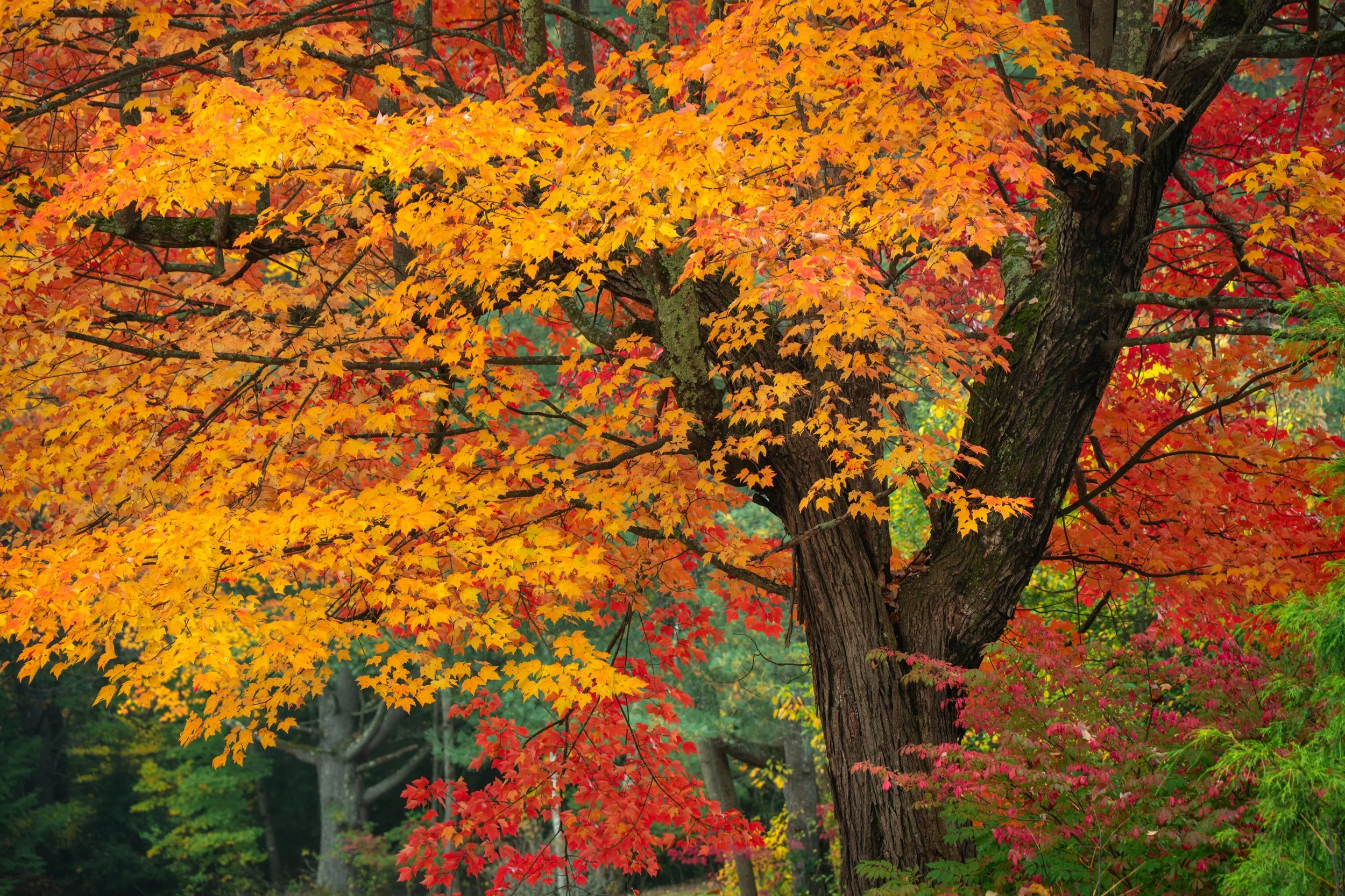 DSC08137-1.jpg