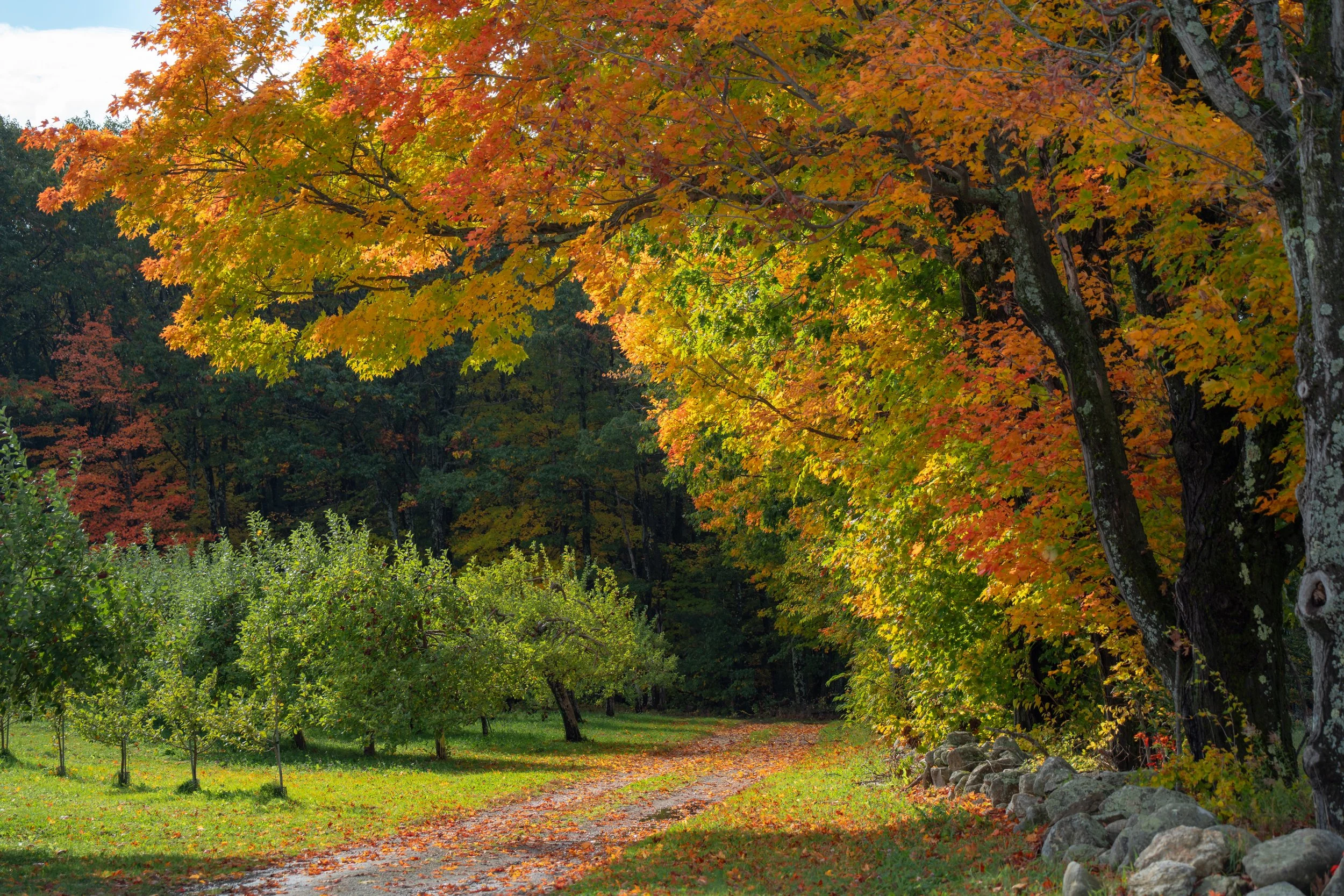 Rindge