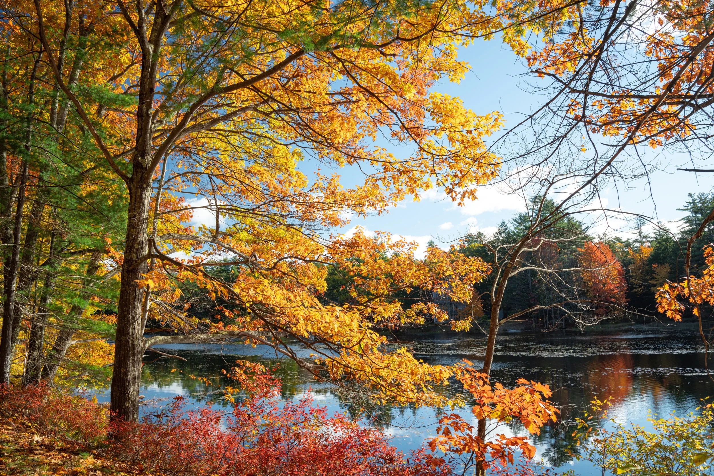Rindge