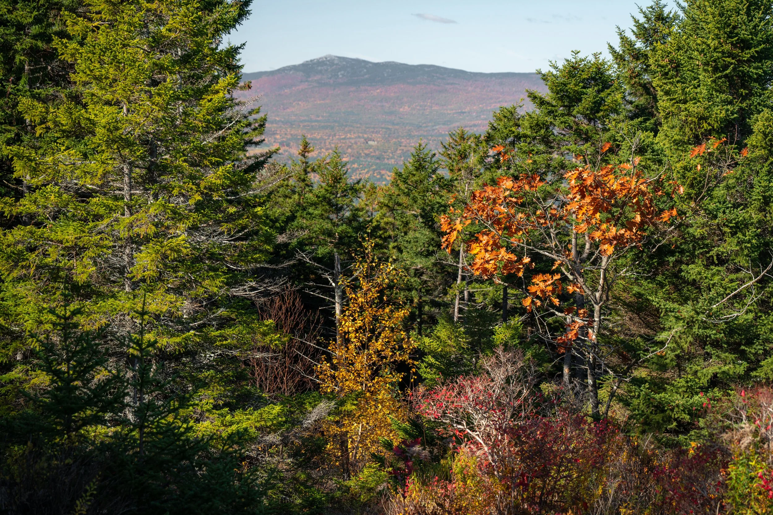 DSC08755-1.jpg