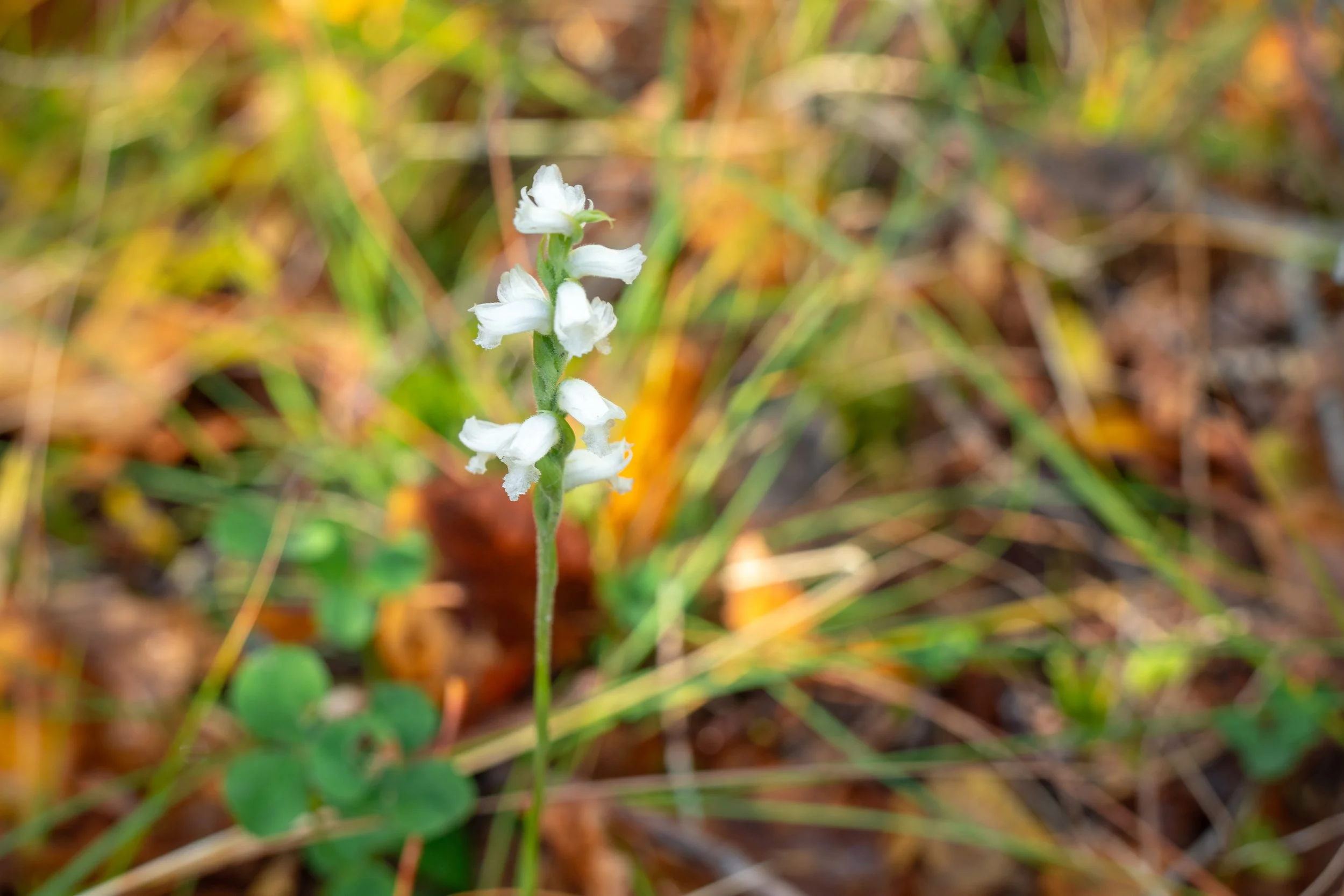 DSC08753-1.jpg