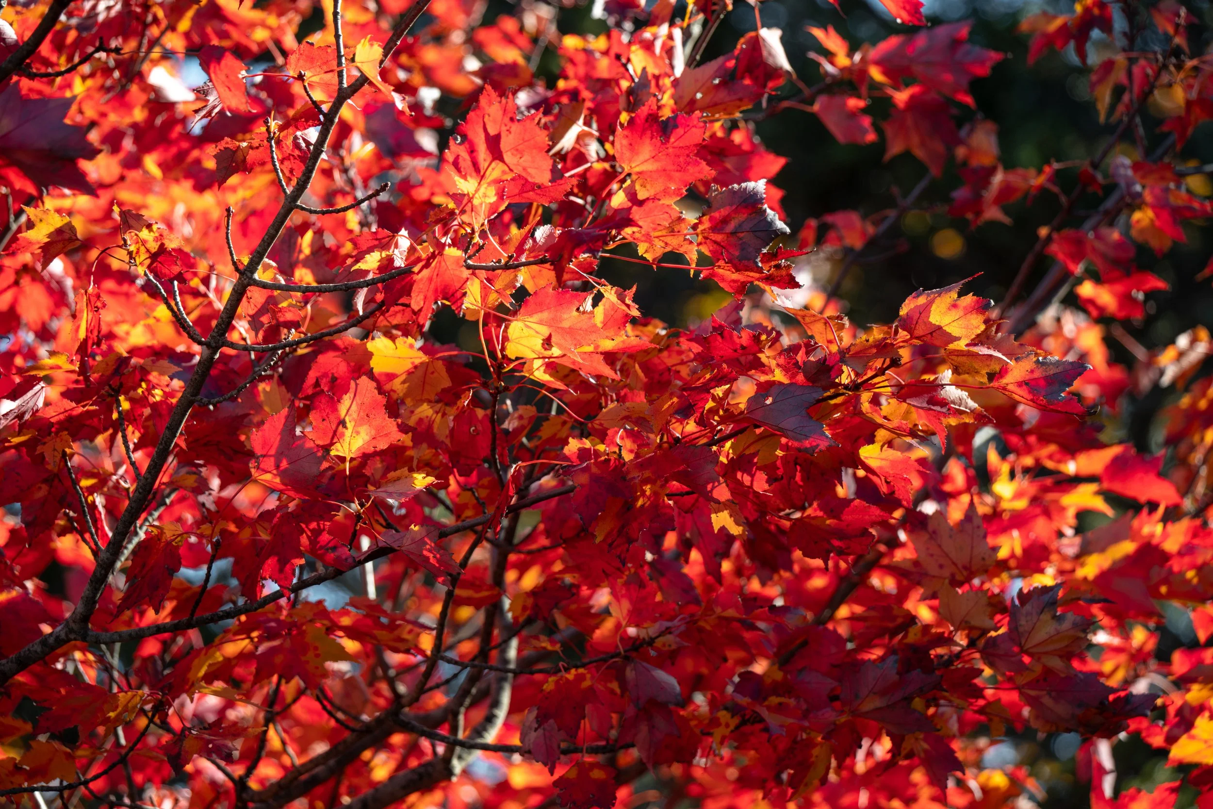 DSC08762-1.jpg