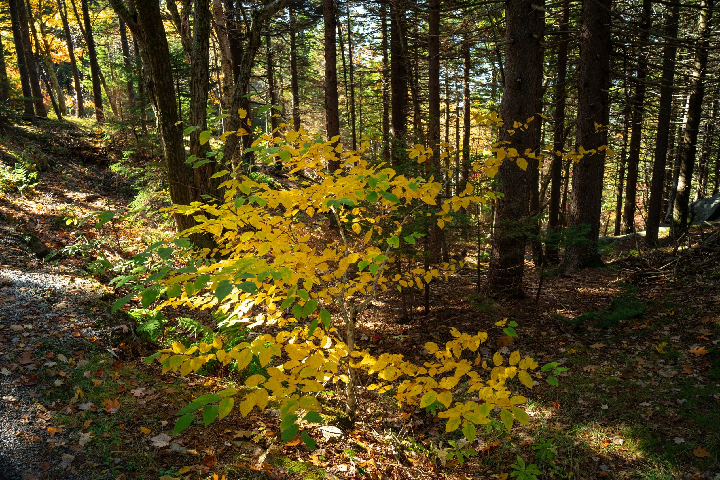 DSC08781-1.jpg