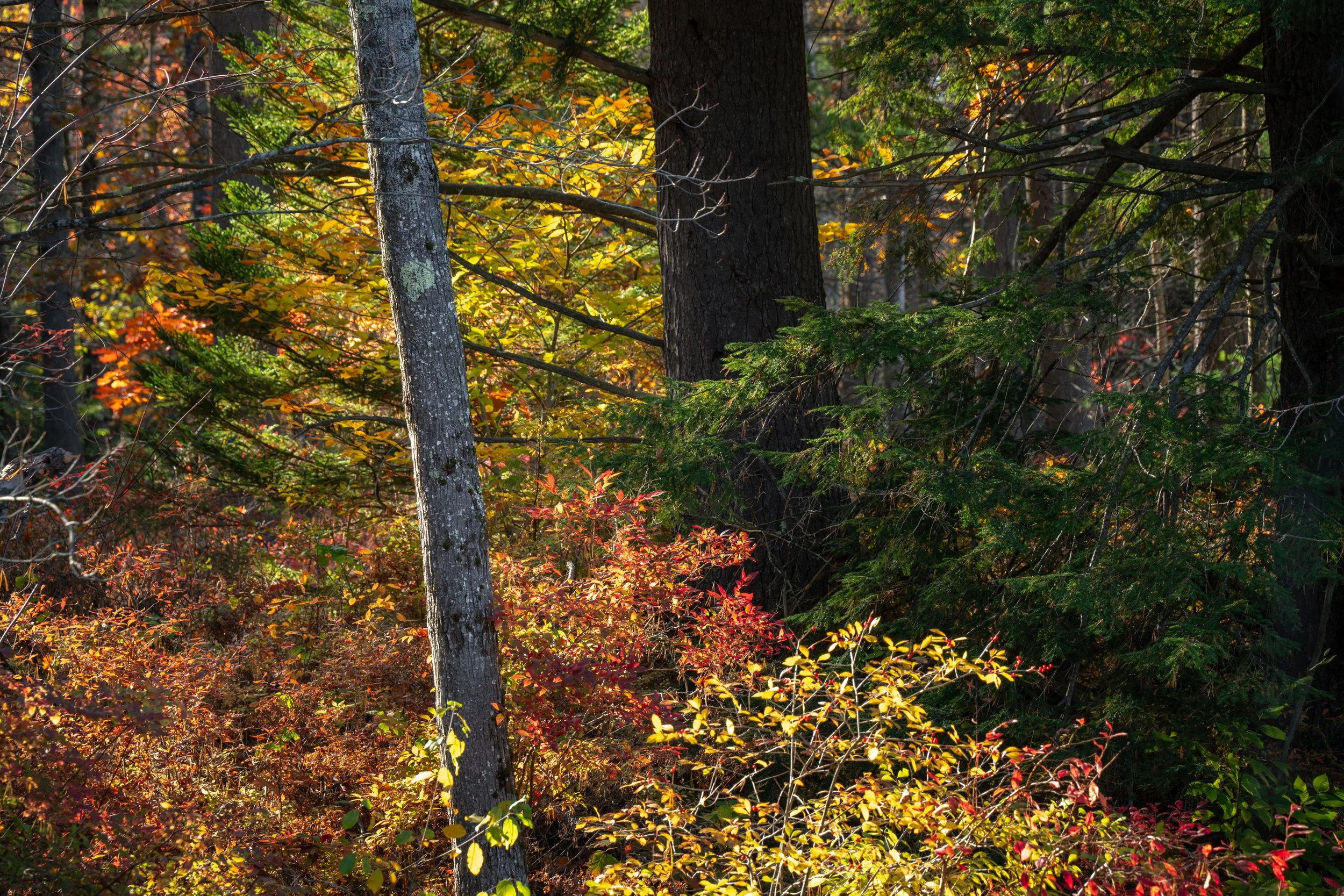 DSC08856-1.jpg