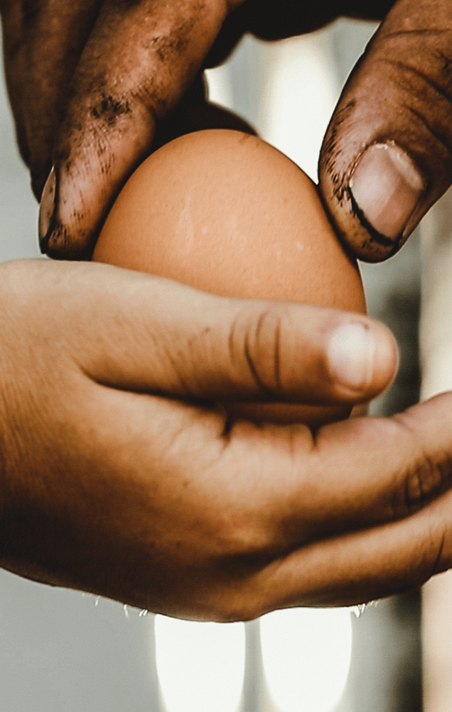 OneEgg