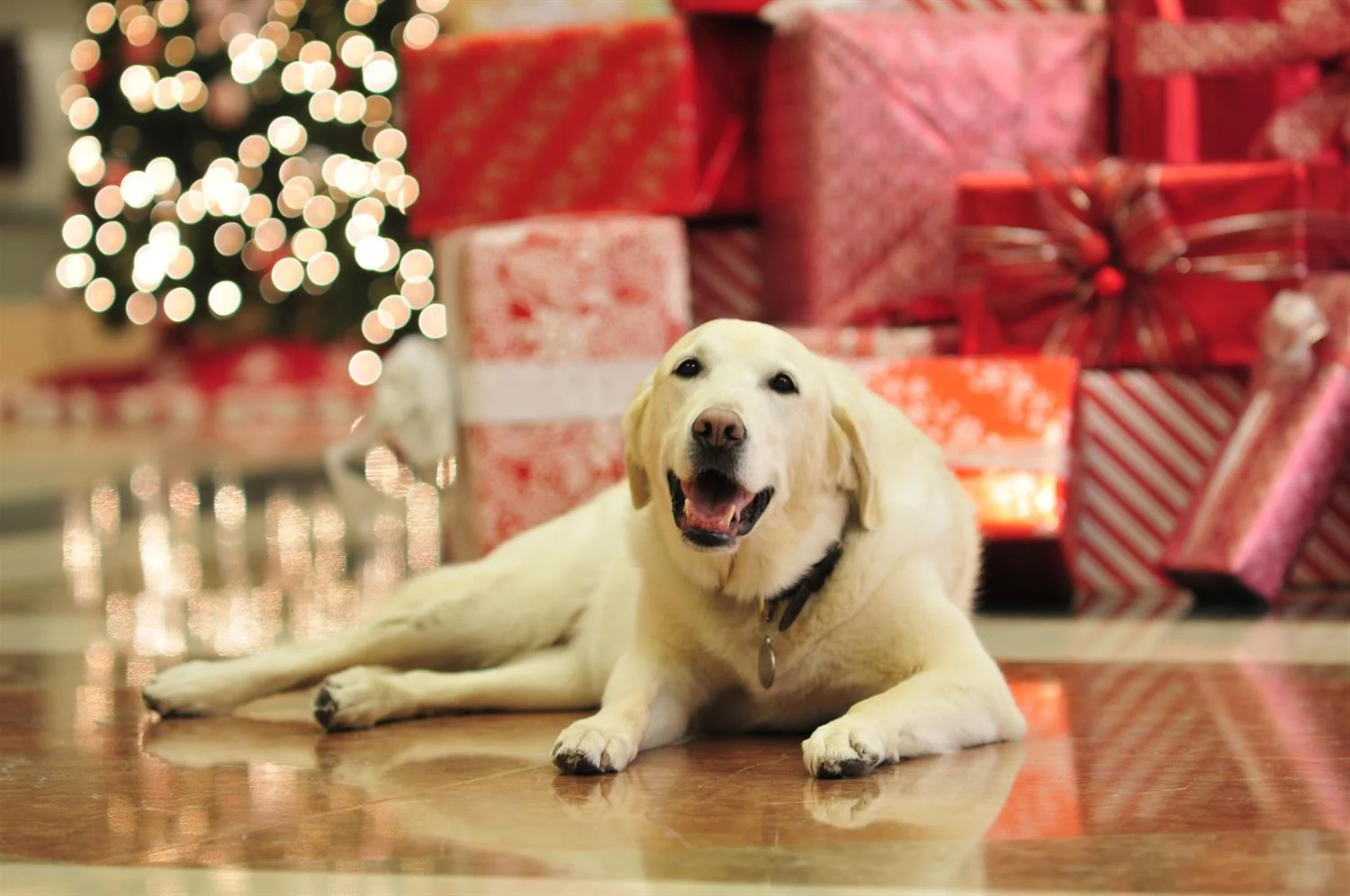 Mavis, the hotel's Canine Ambassador