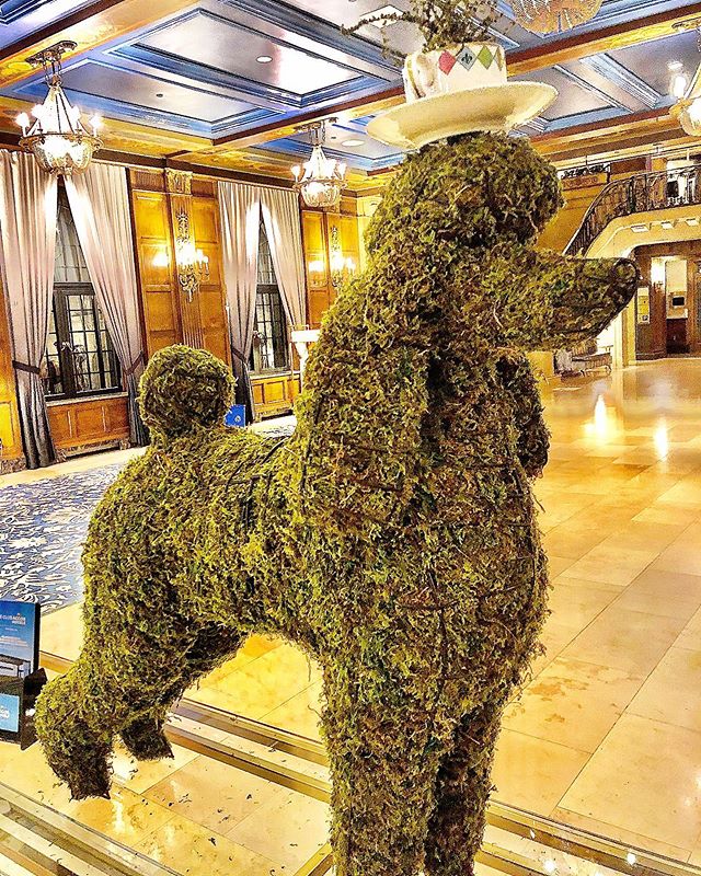 Taking on Tuesday like... @fairmontfrontenac #spoiledsplendid #fancy #poodle #dog #tea #hotel #luxury #topiary #garden #dogsofinstagram #dogstagram #dogs