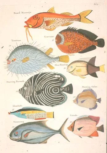 Fish2.jpg