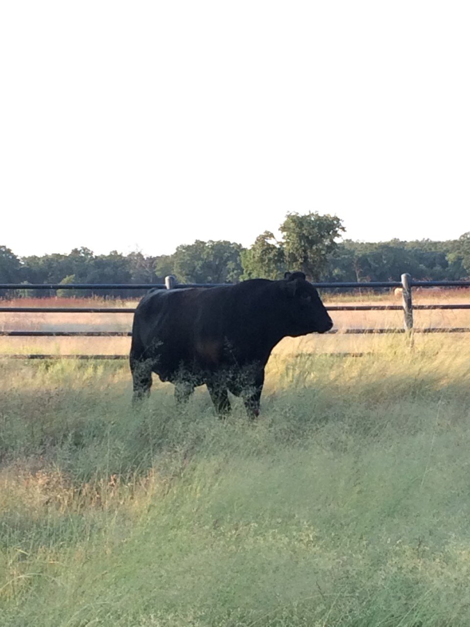 Wagyu Bull 2 v2 October 2017.jpg