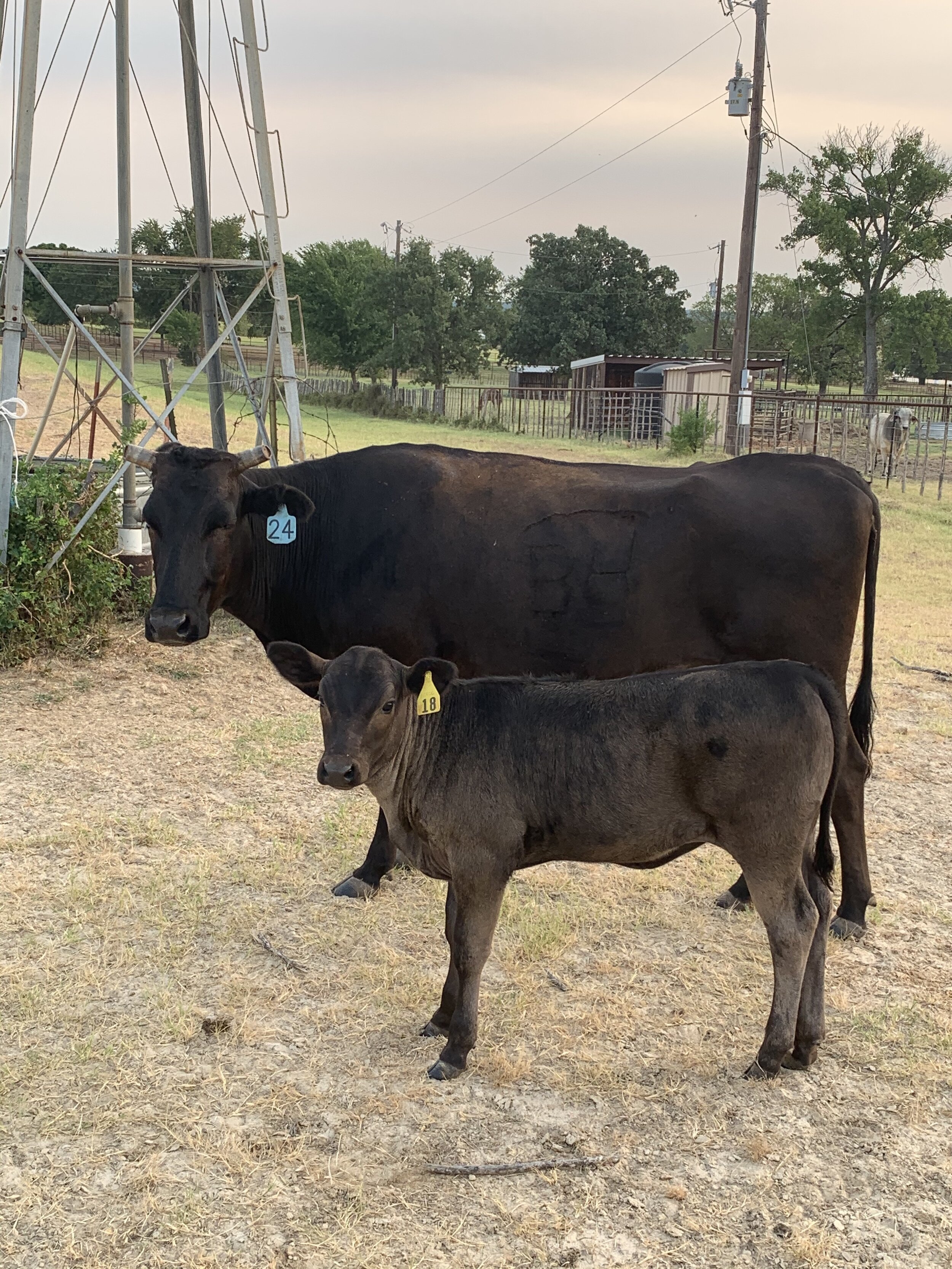 Fullblood Registered Wagyu Cows & Heifers for Sale