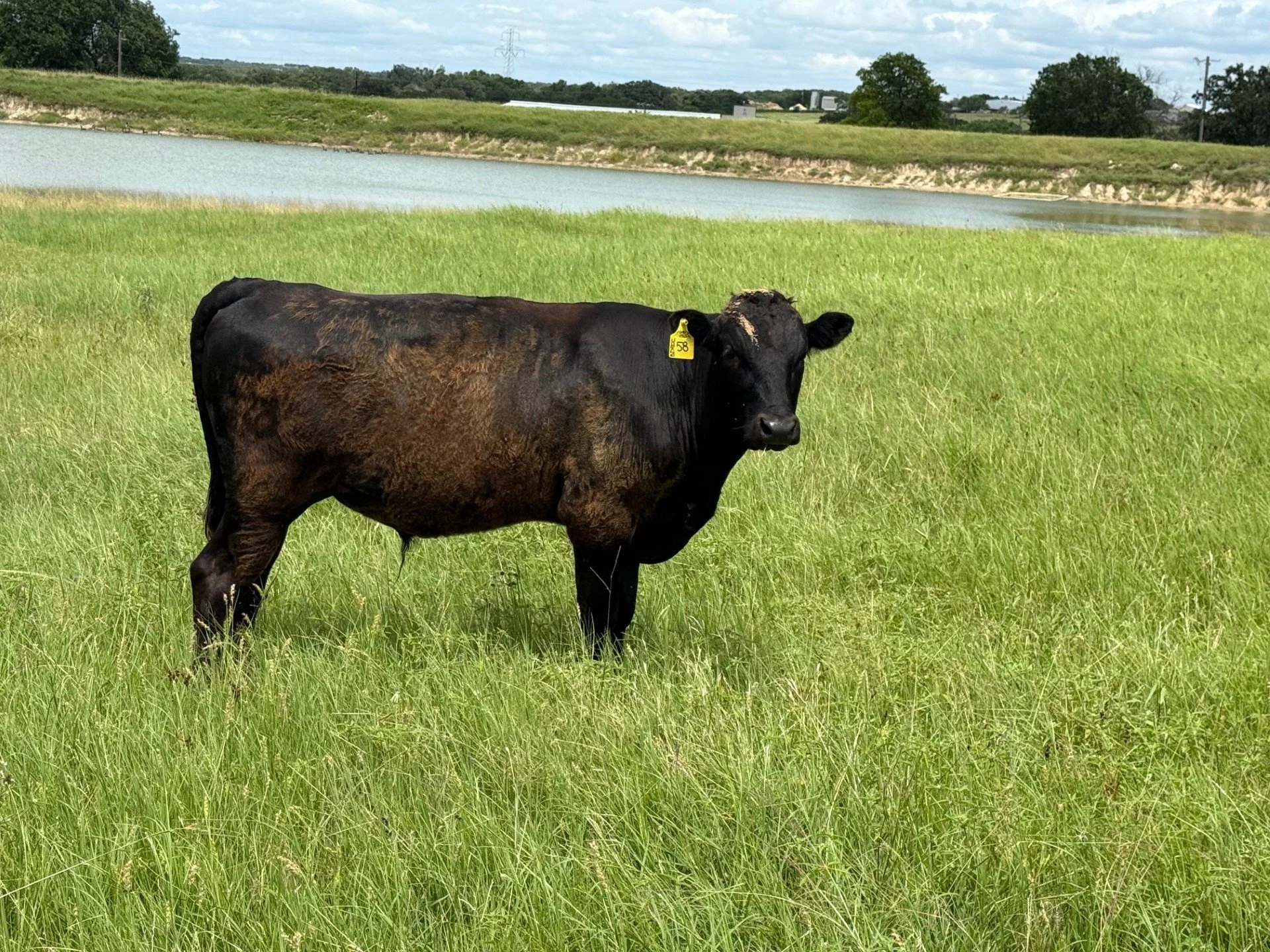 Fullblood Registered Wagyu Bulls and Cattle for Sale