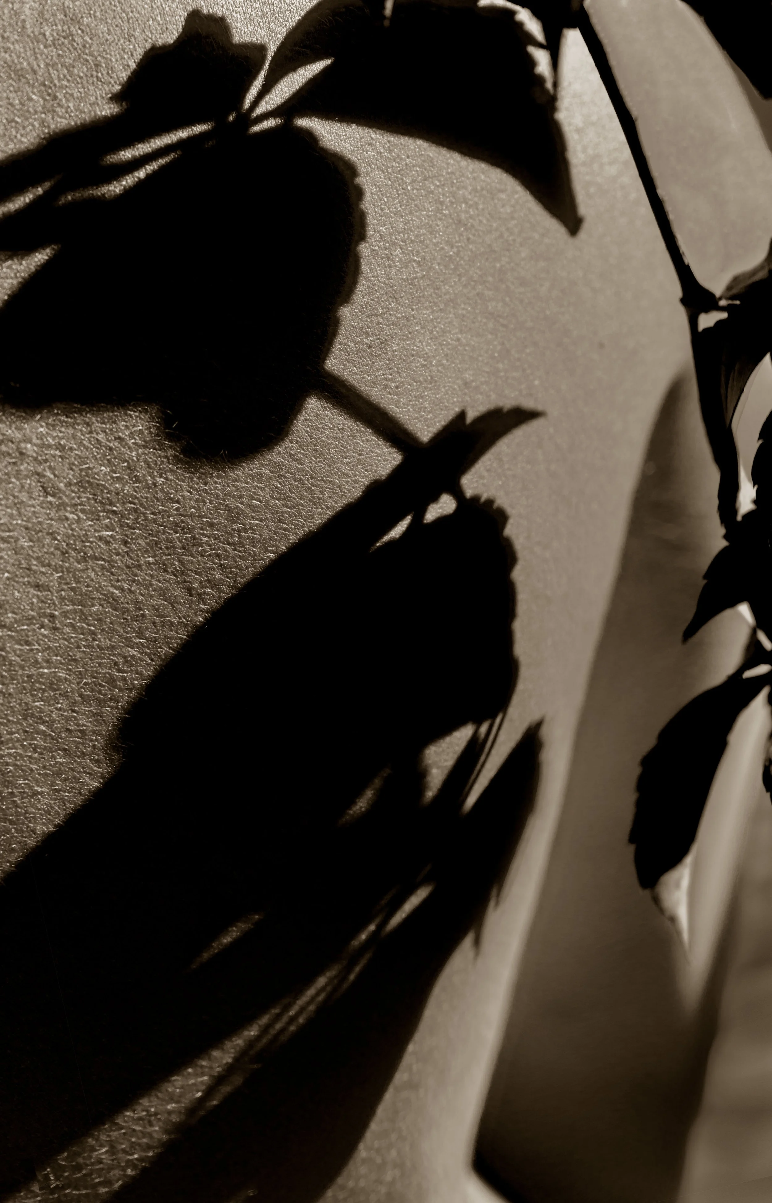 _DSC1025-Edit-2.jpg