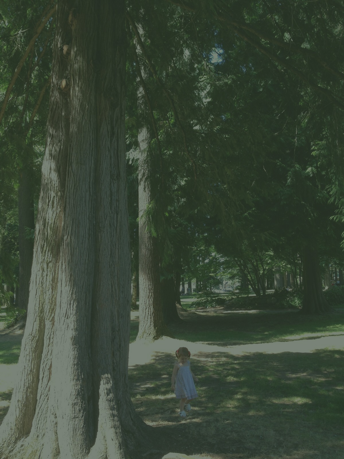 Tree Nina Opacity.jpg