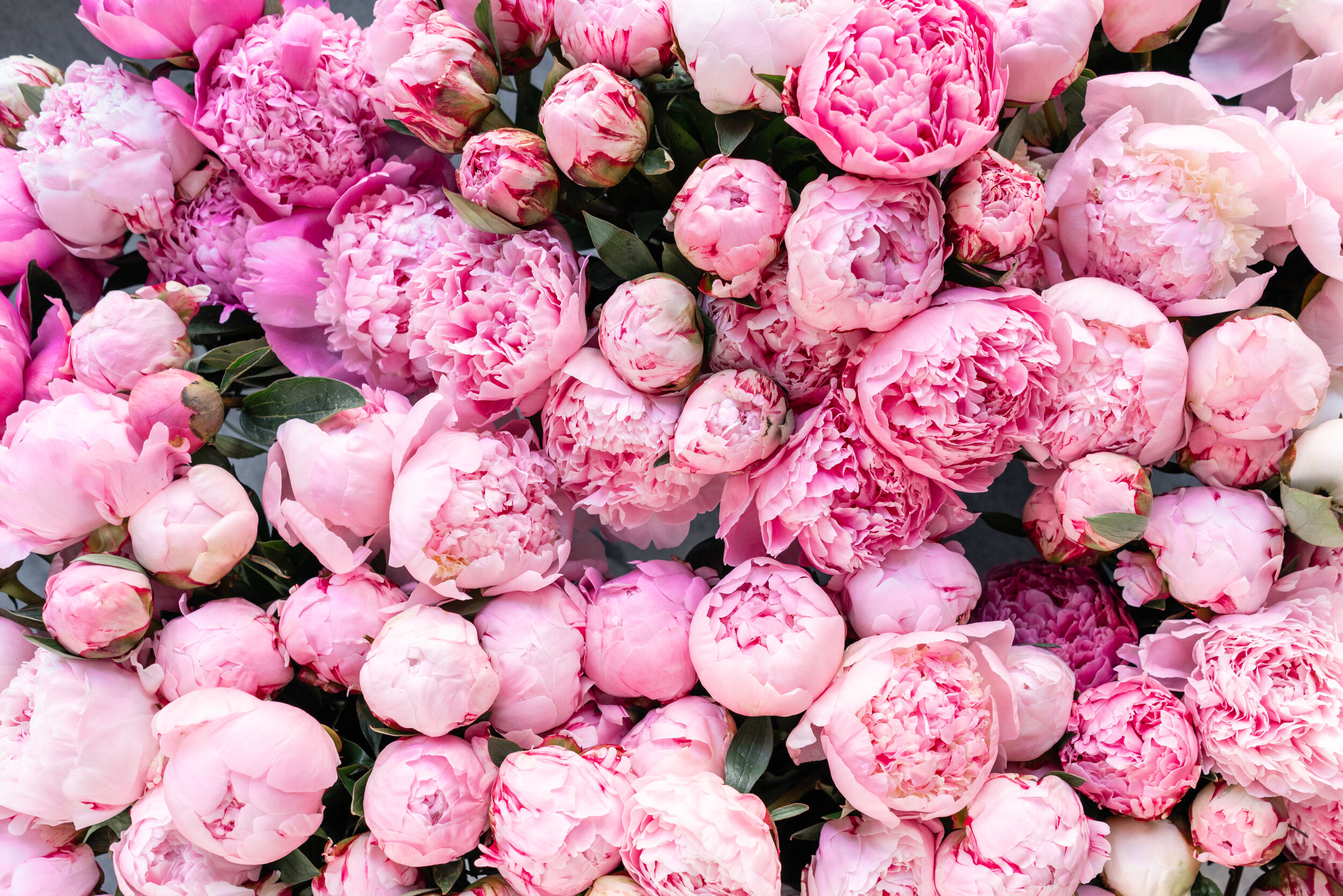 Peonies.jpeg