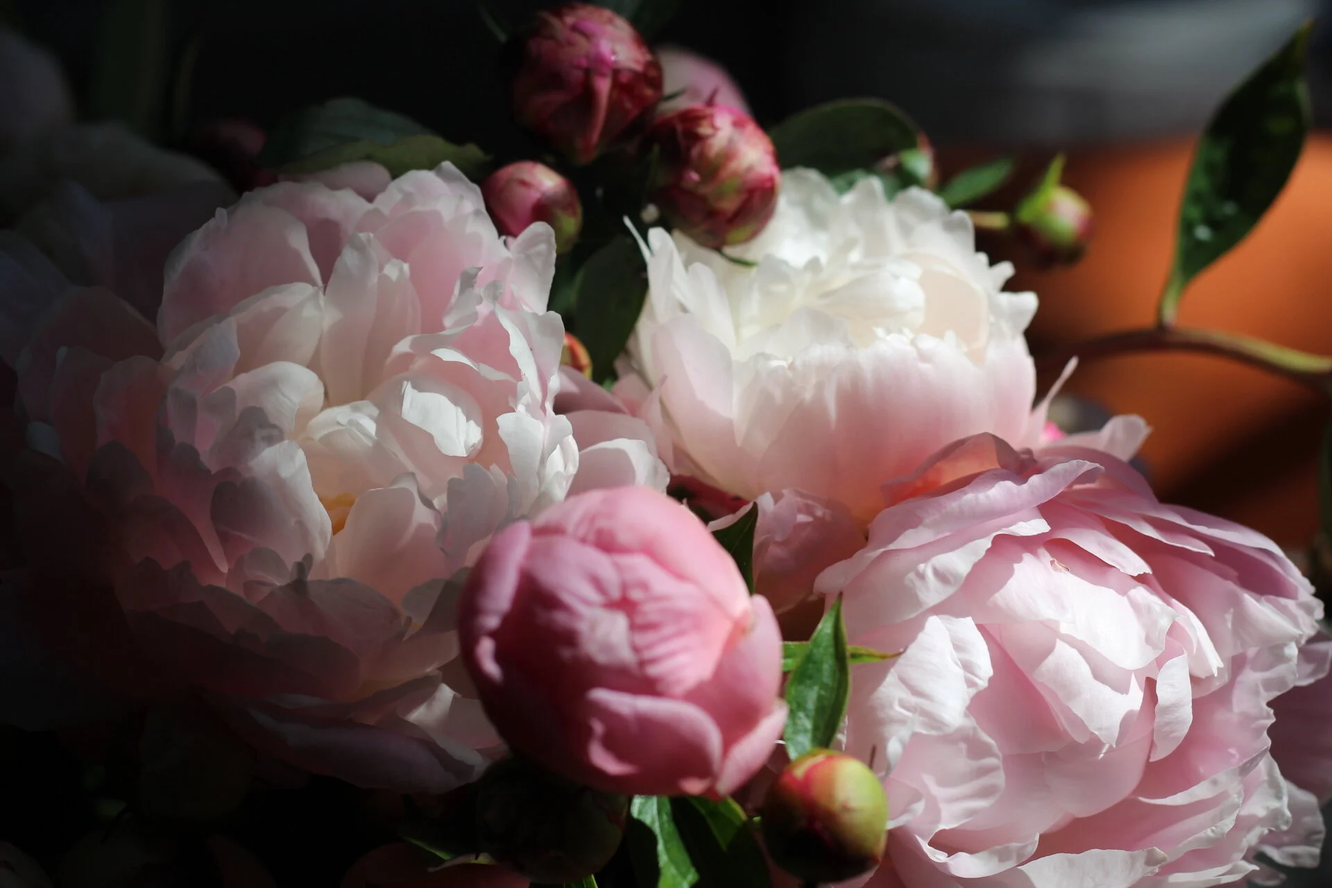 Peony Passion