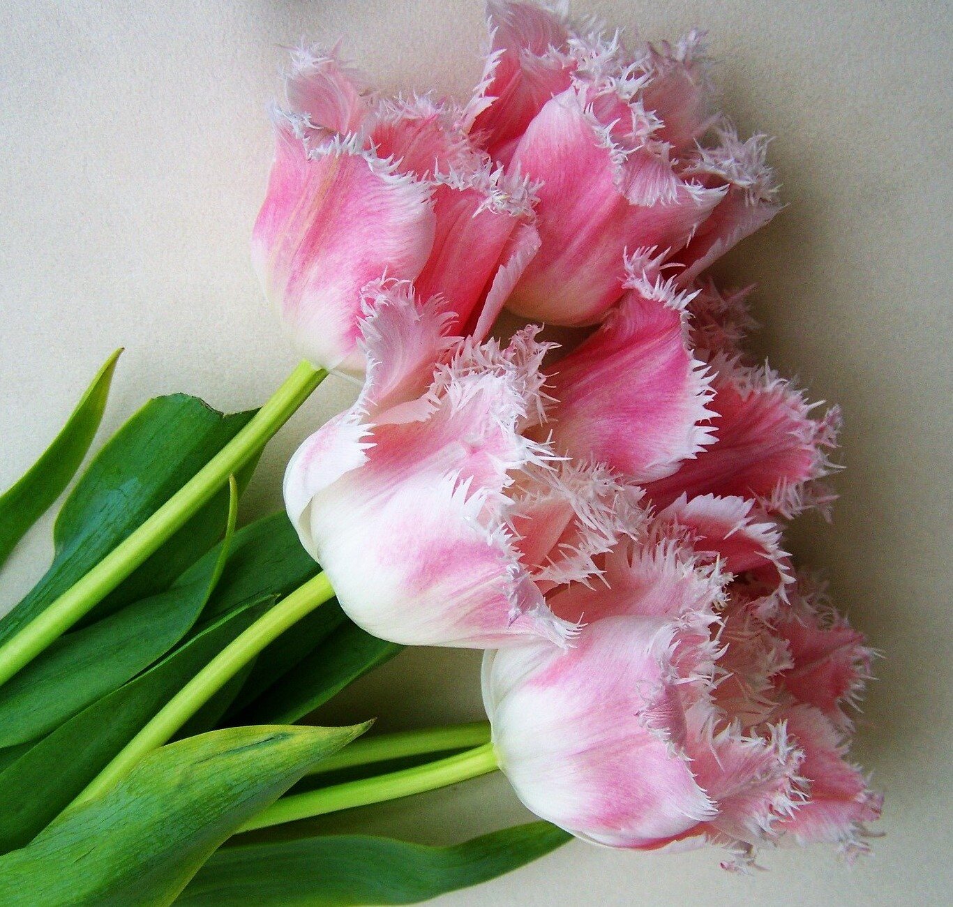 tulip fancy frills 1.jpg