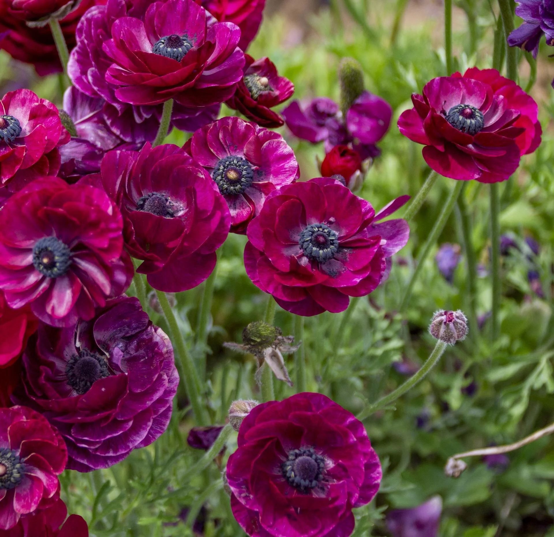 Ranunculus Purple.jpg